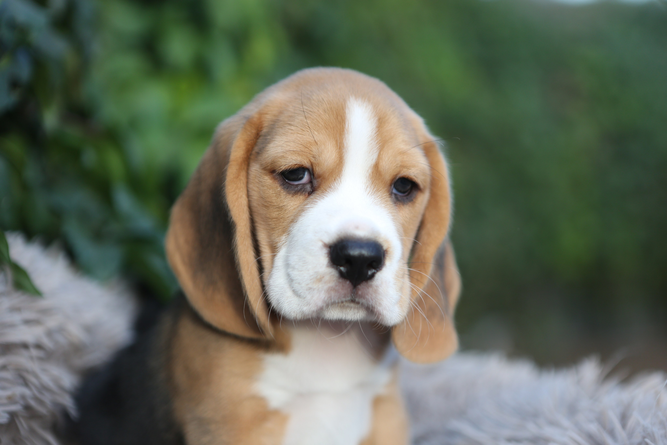 Кофе. Питомник биглей Selesta’s Dreams