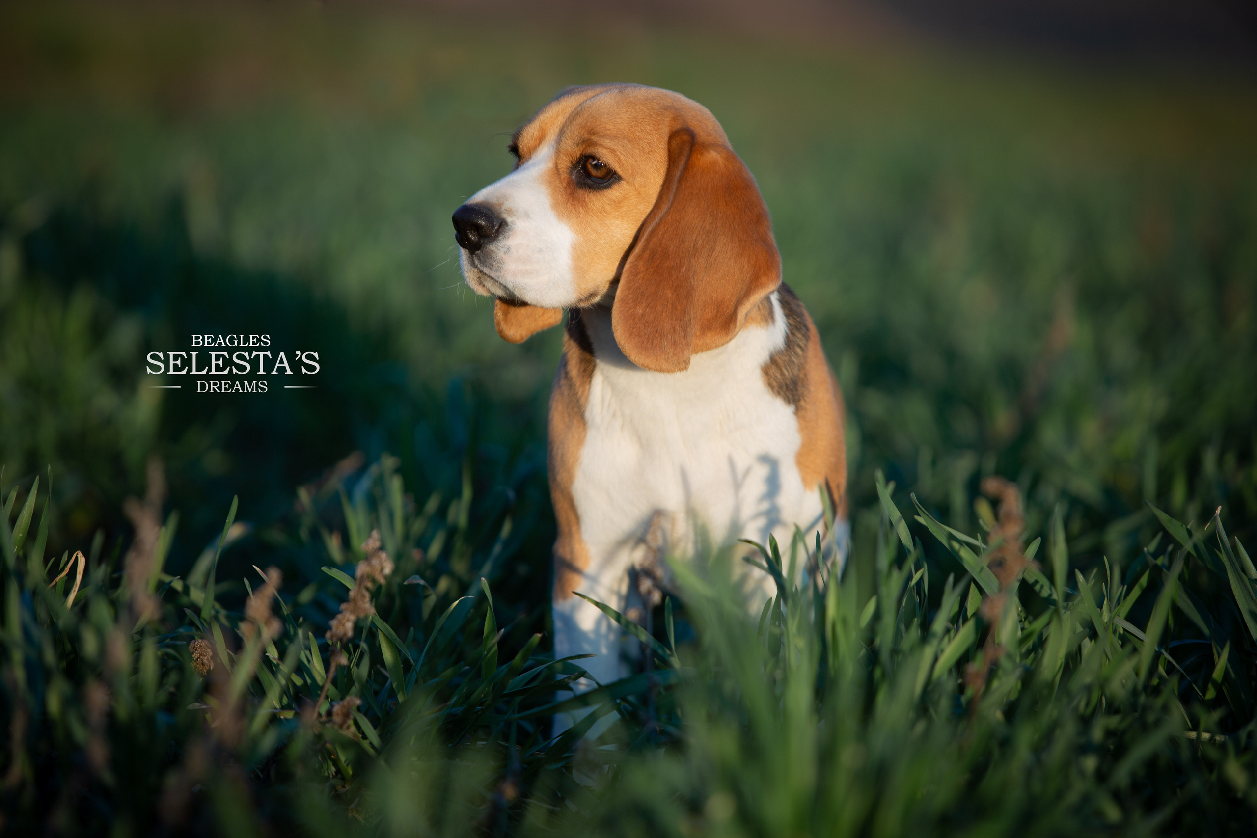 Wella. Питомник биглей Selesta’s Dreams