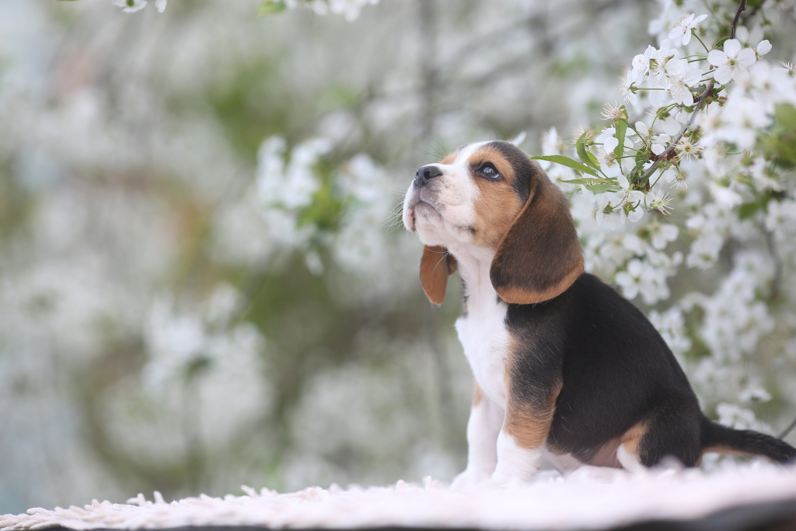 Litter T. Розплідник біглей в Україні
