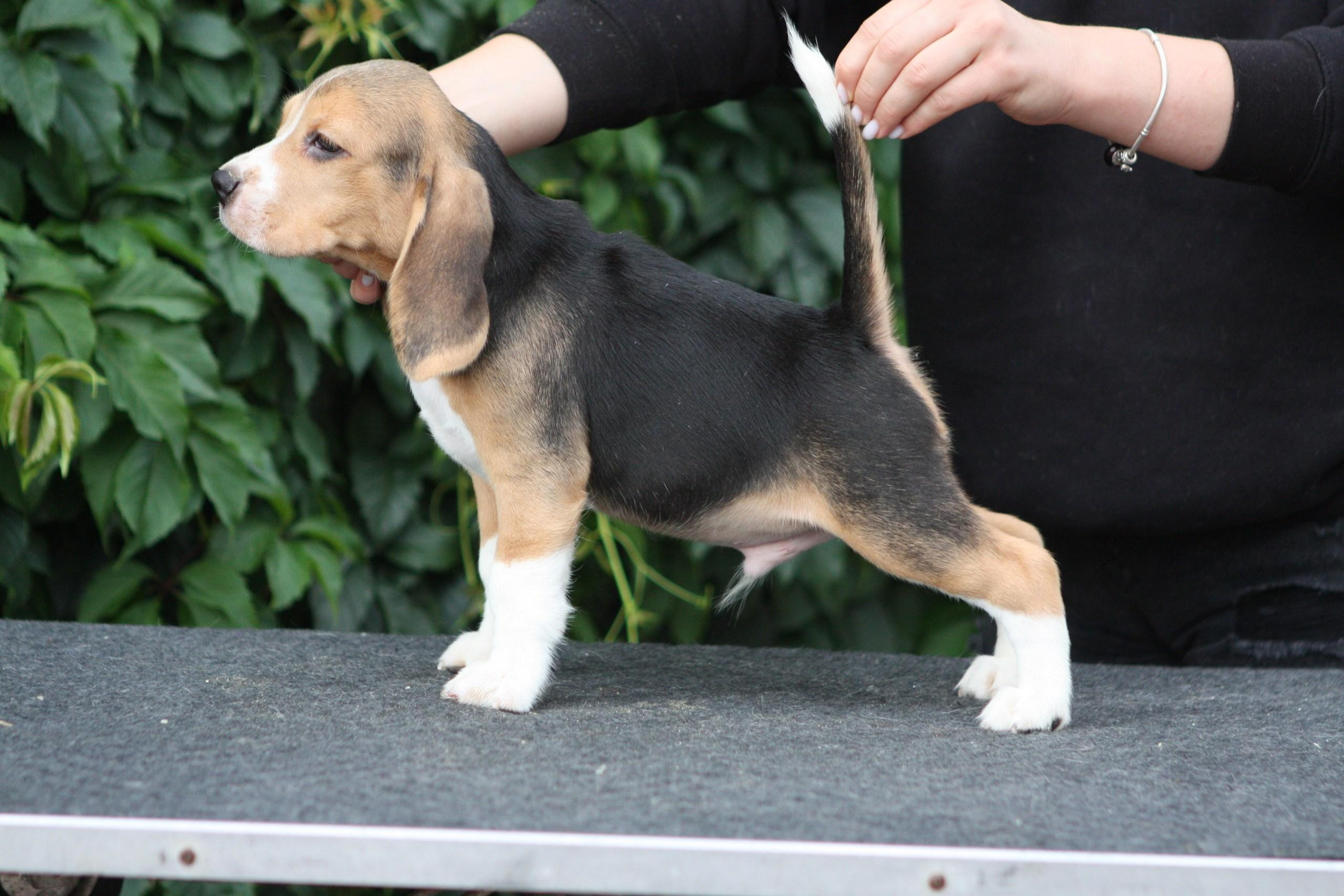 Латте и Принц. Питомник биглей Selesta’s Dreams