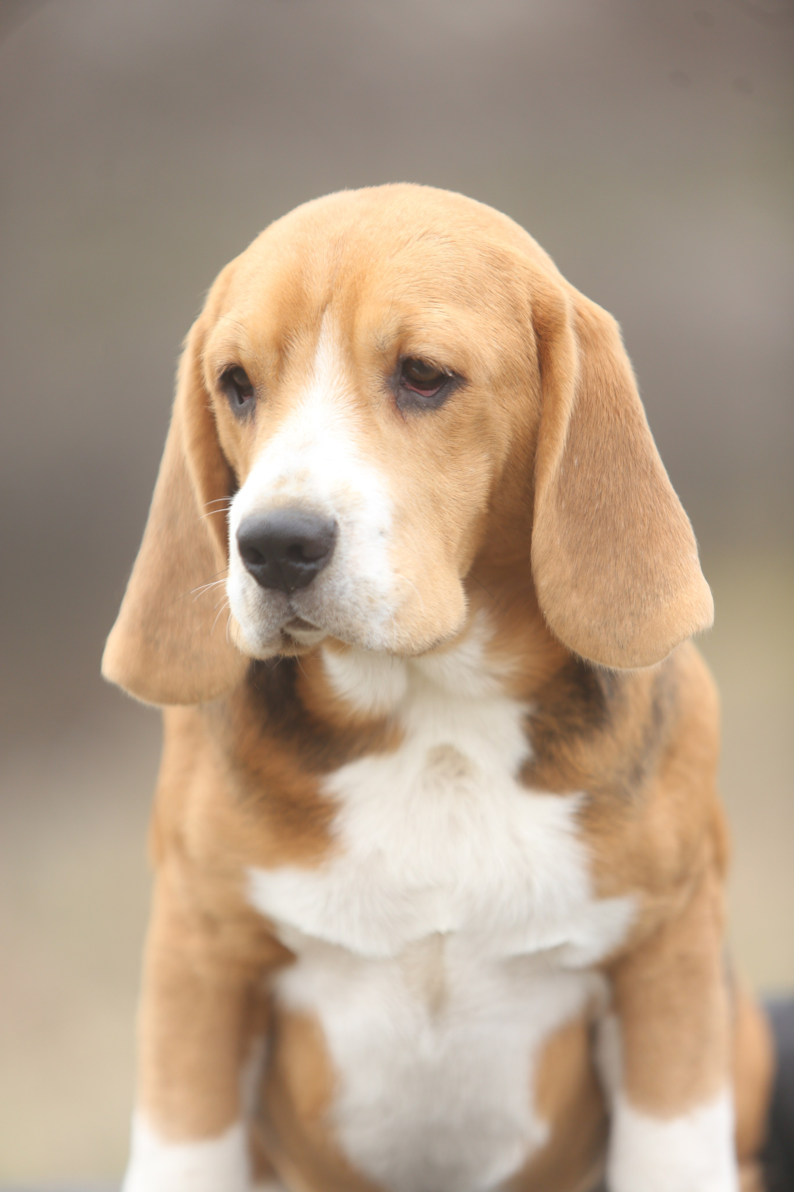 SD Incredible me. Розплідник біглей в Україні