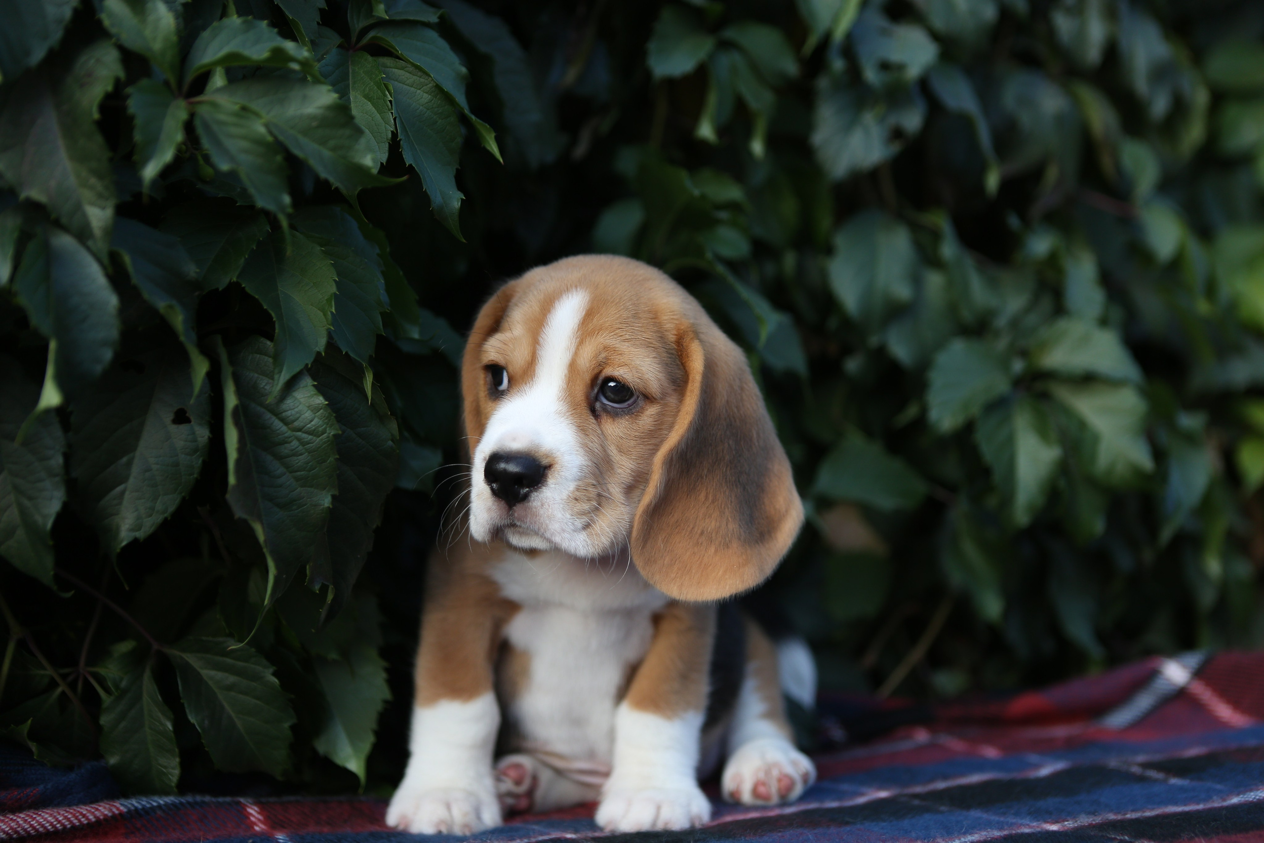 Кофе. Питомник биглей Selesta’s Dreams