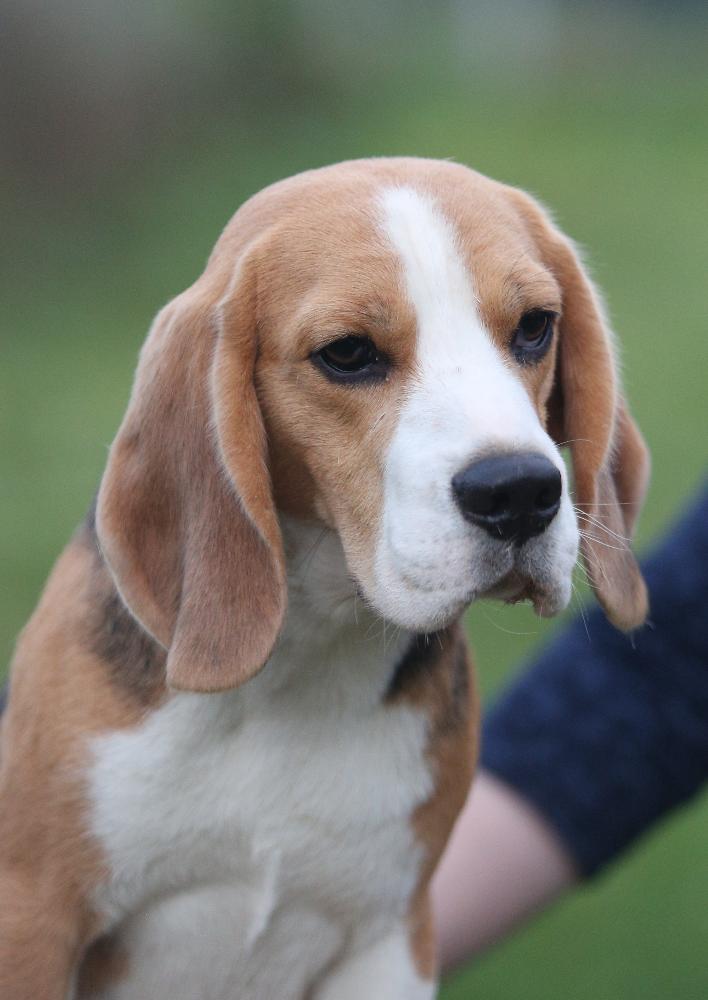 Ден. Розплідник біглей в Україні