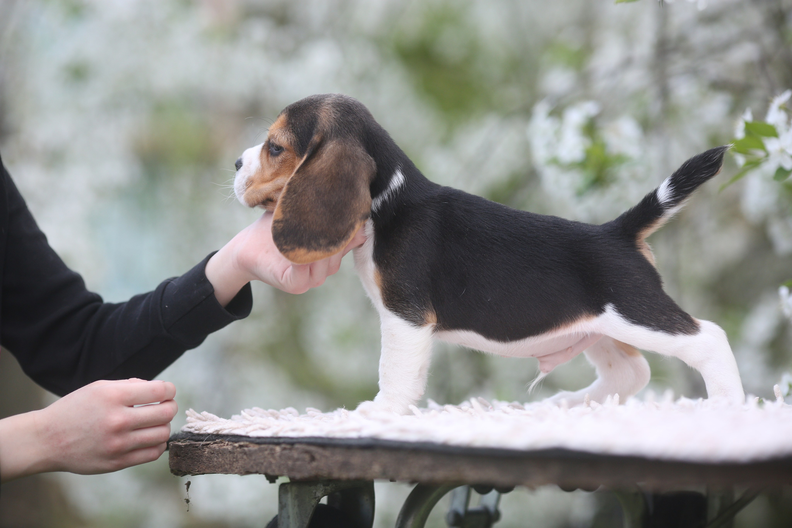 Litter T. Розплідник біглей в Україні