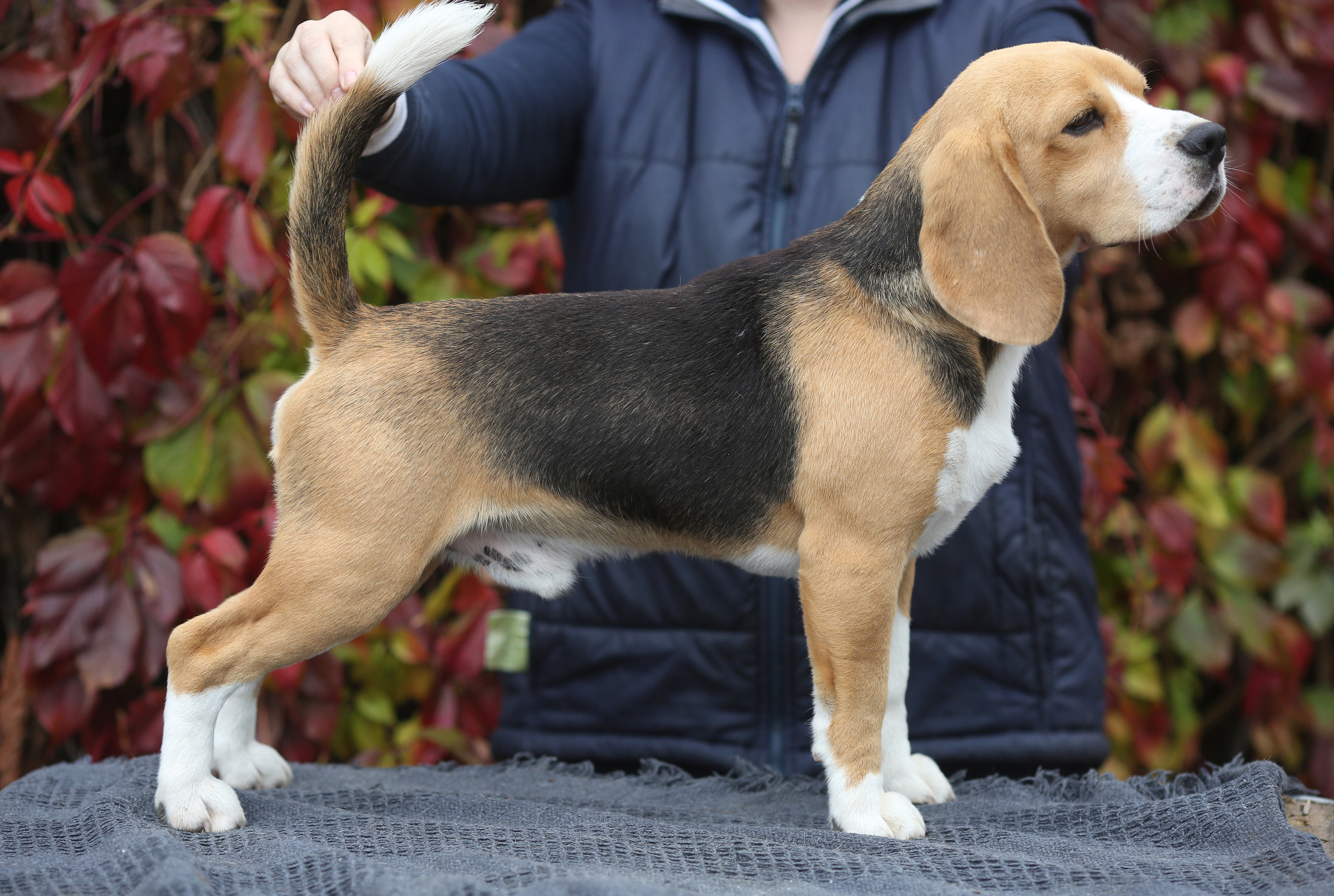 Krepish. Питомник биглей Selesta’s Dreams