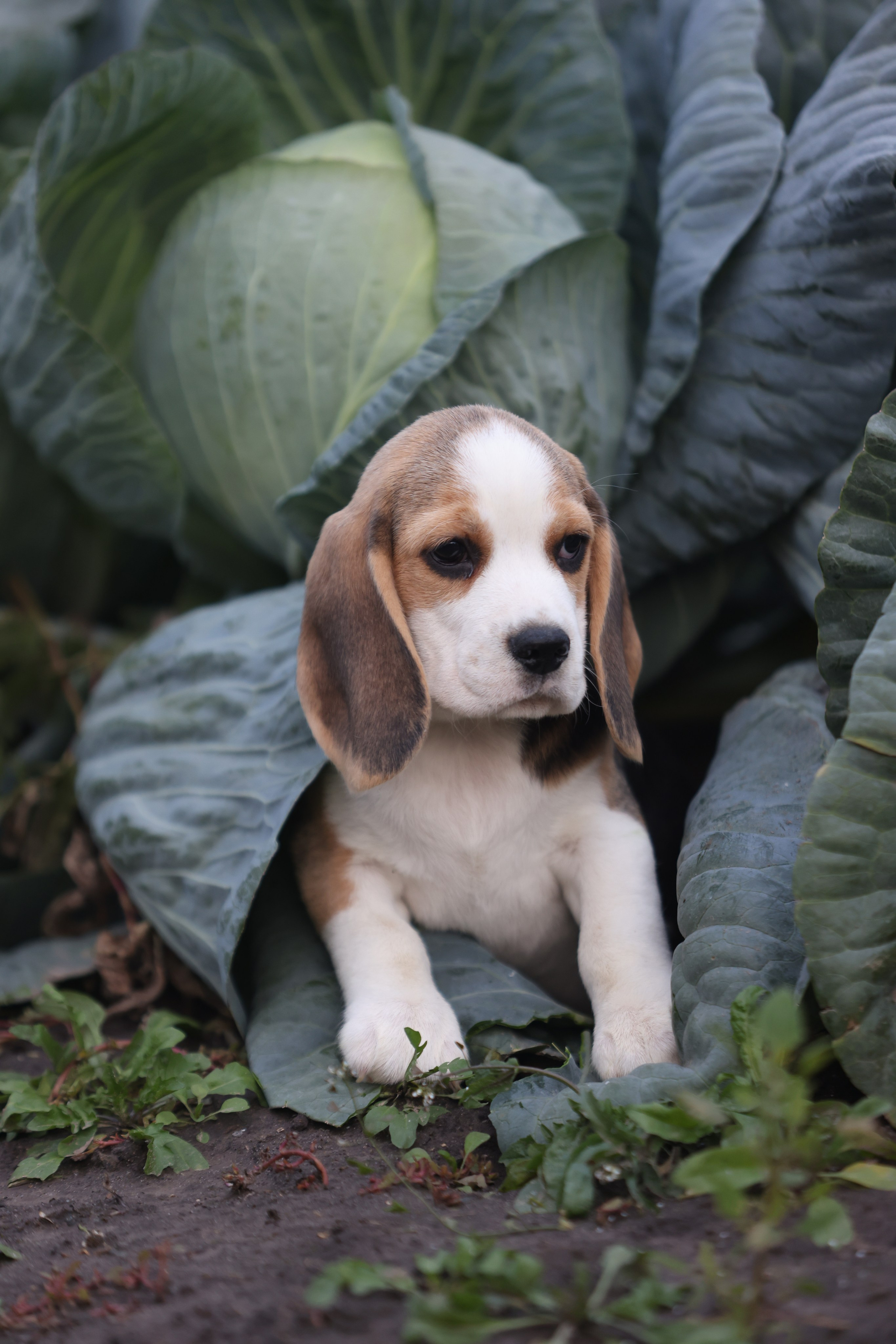Приплод U. Розплідник біглей в Україні