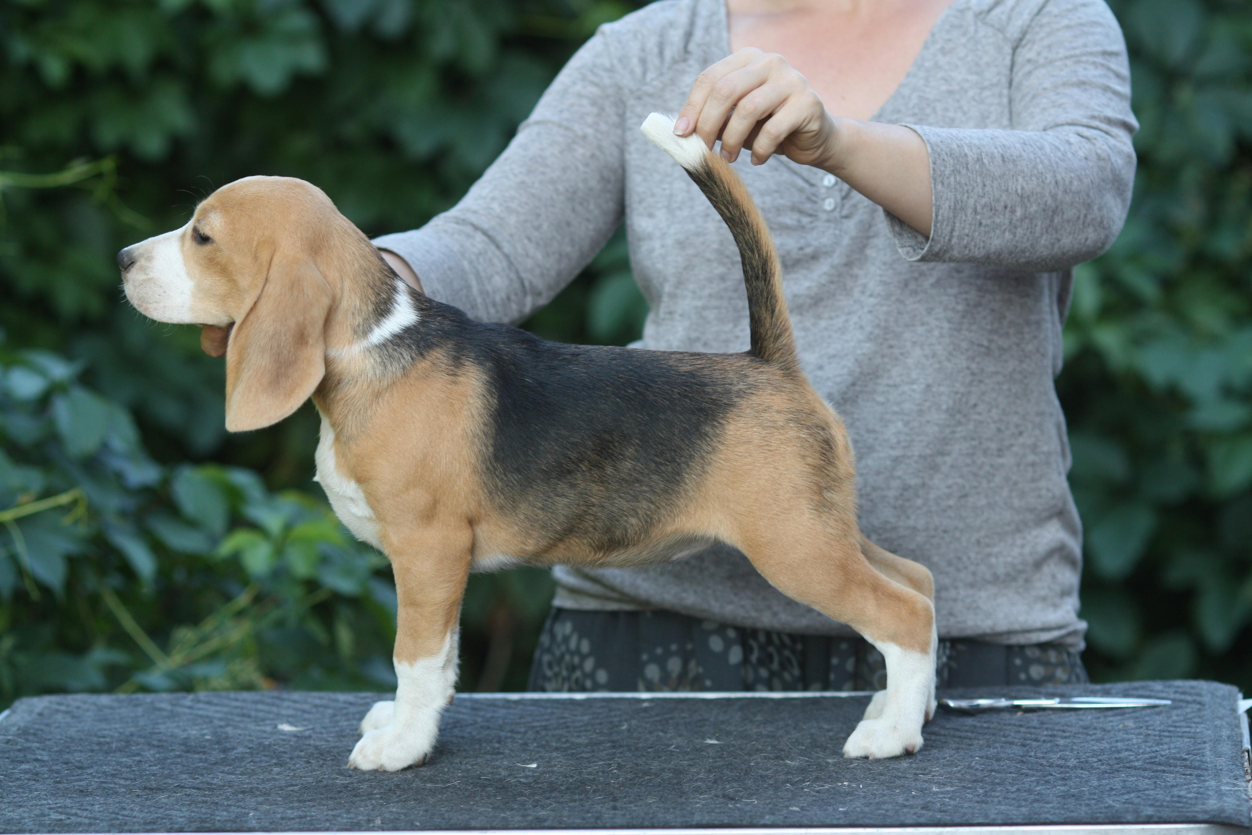 Леста и Єрик. Питомник биглей Selesta’s Dreams