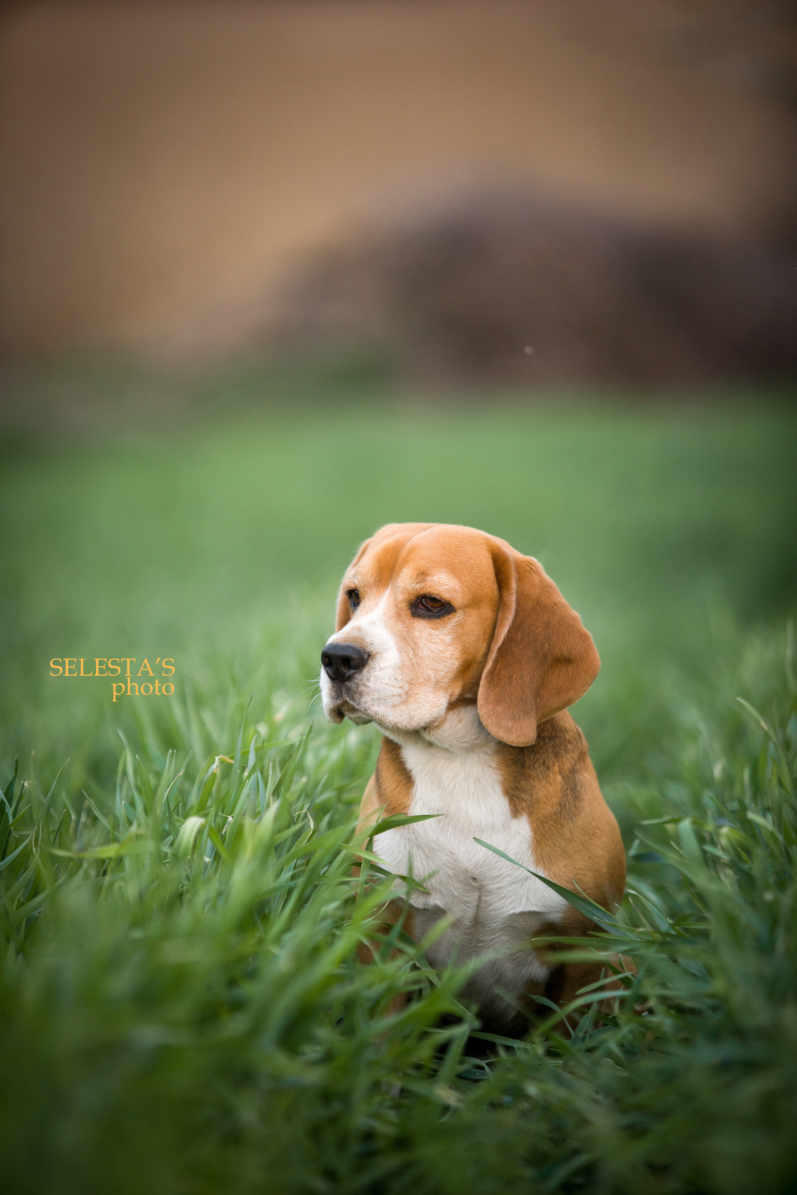 Prince. Питомник биглей Selesta’s Dreams