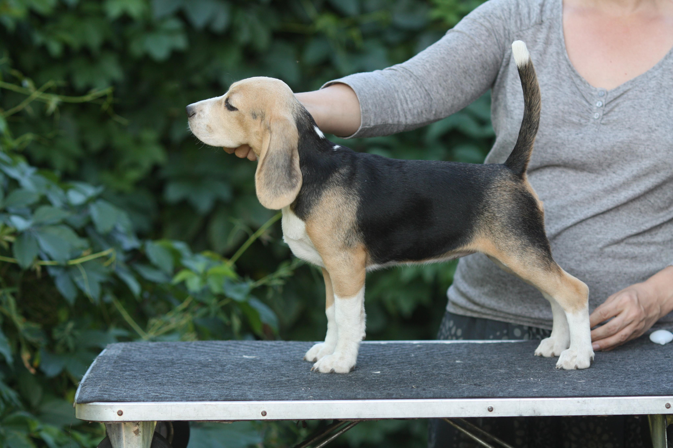 Леста и Єрик. Питомник биглей Selesta’s Dreams