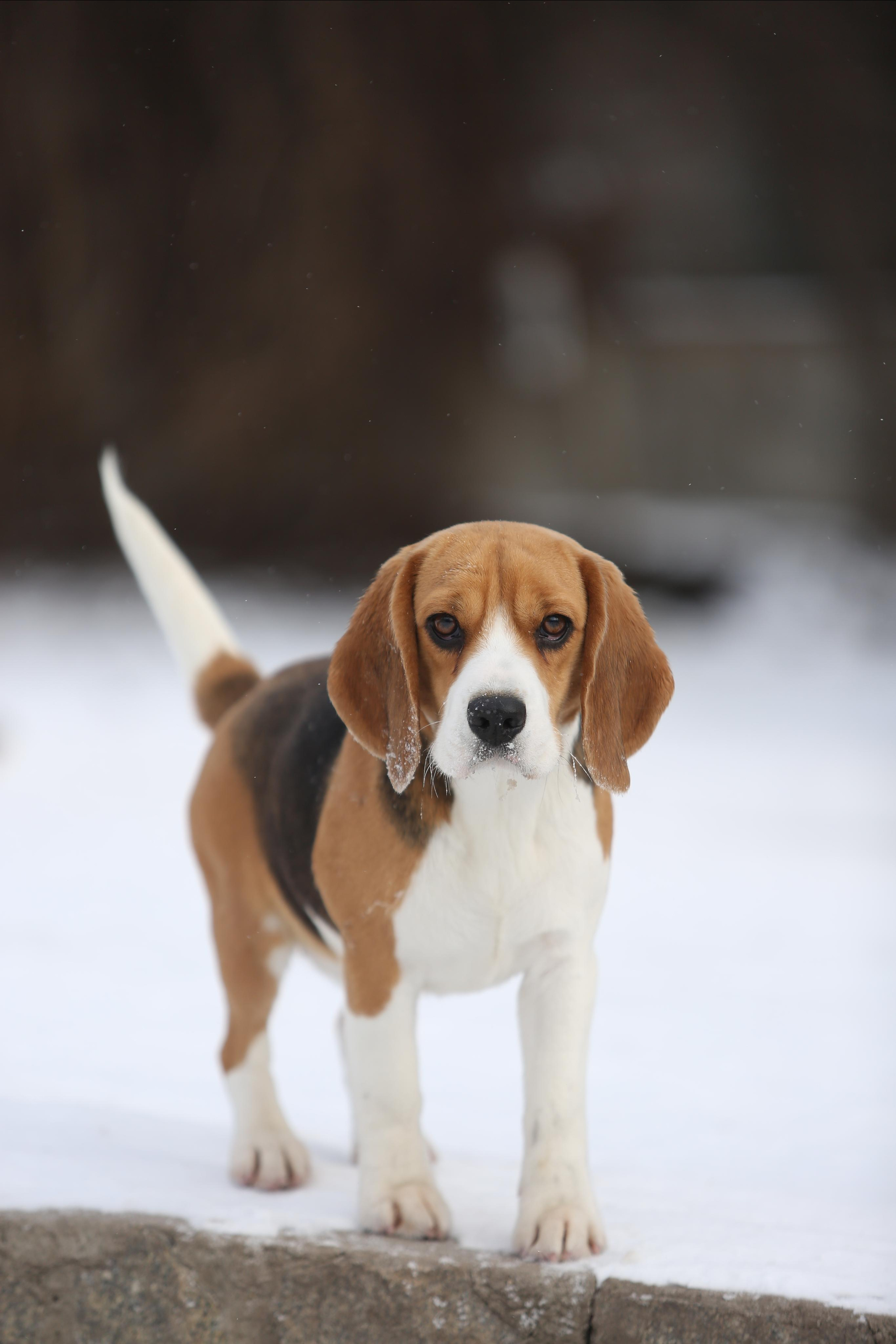 Wella. Питомник биглей Selesta’s Dreams