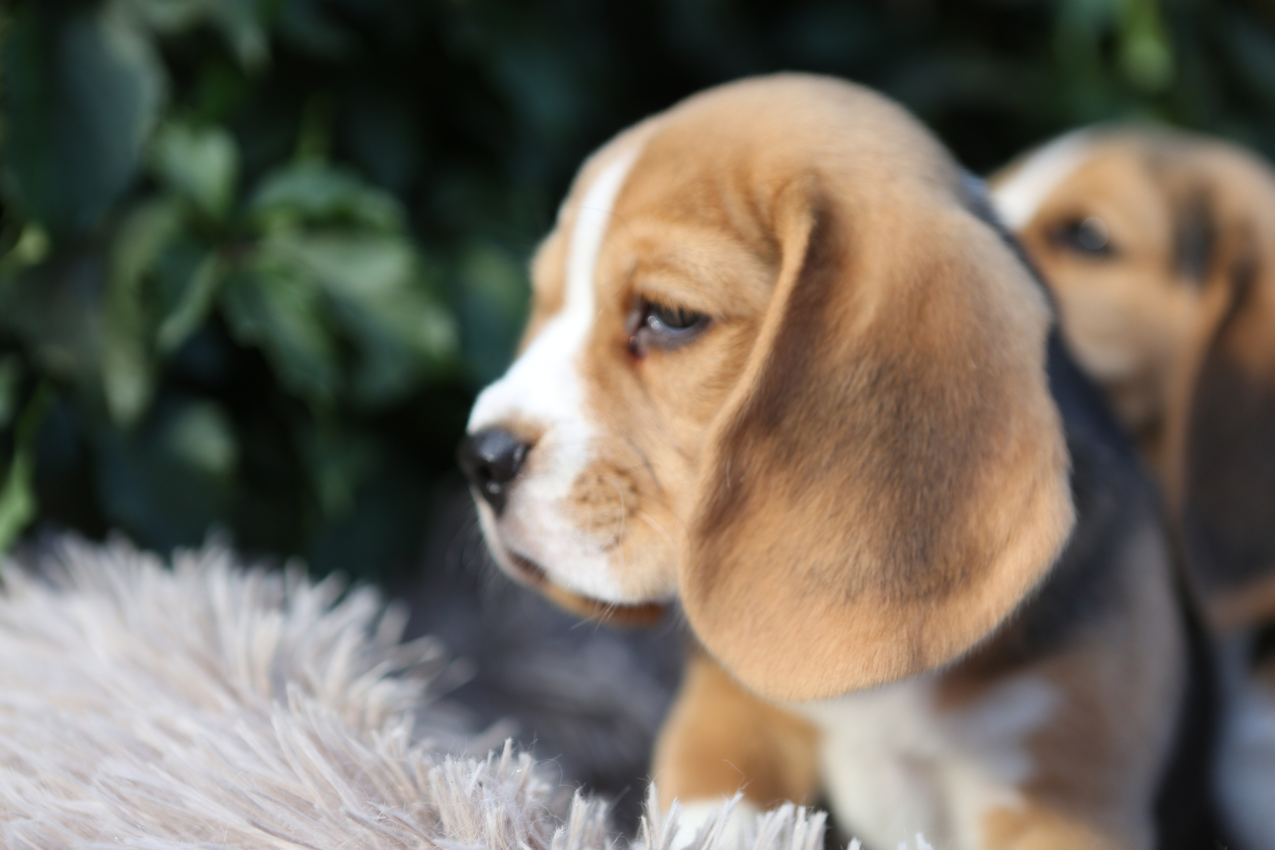 Кофе. Питомник биглей Selesta’s Dreams