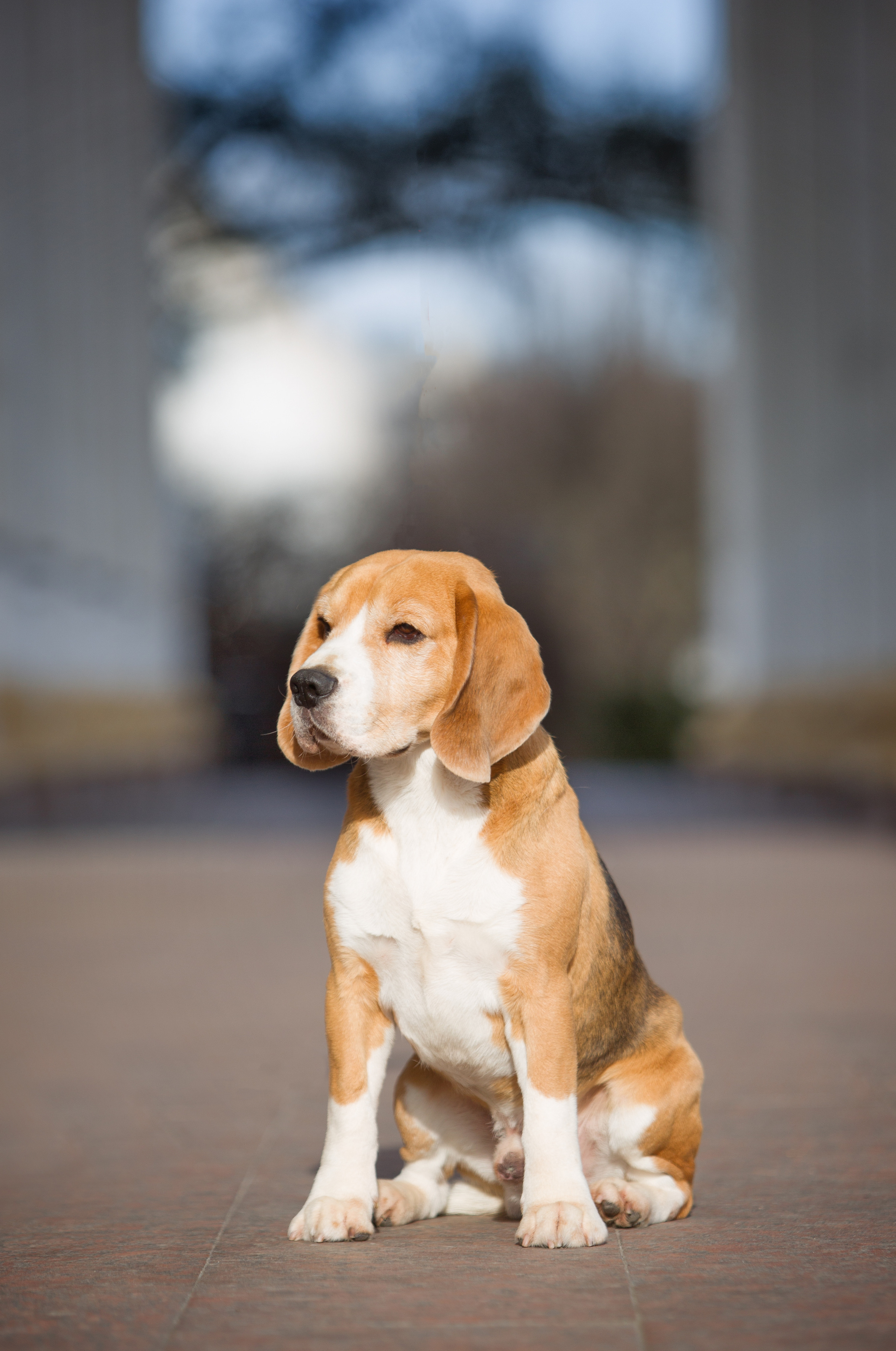 Ерик. Розплідник біглей в Україні