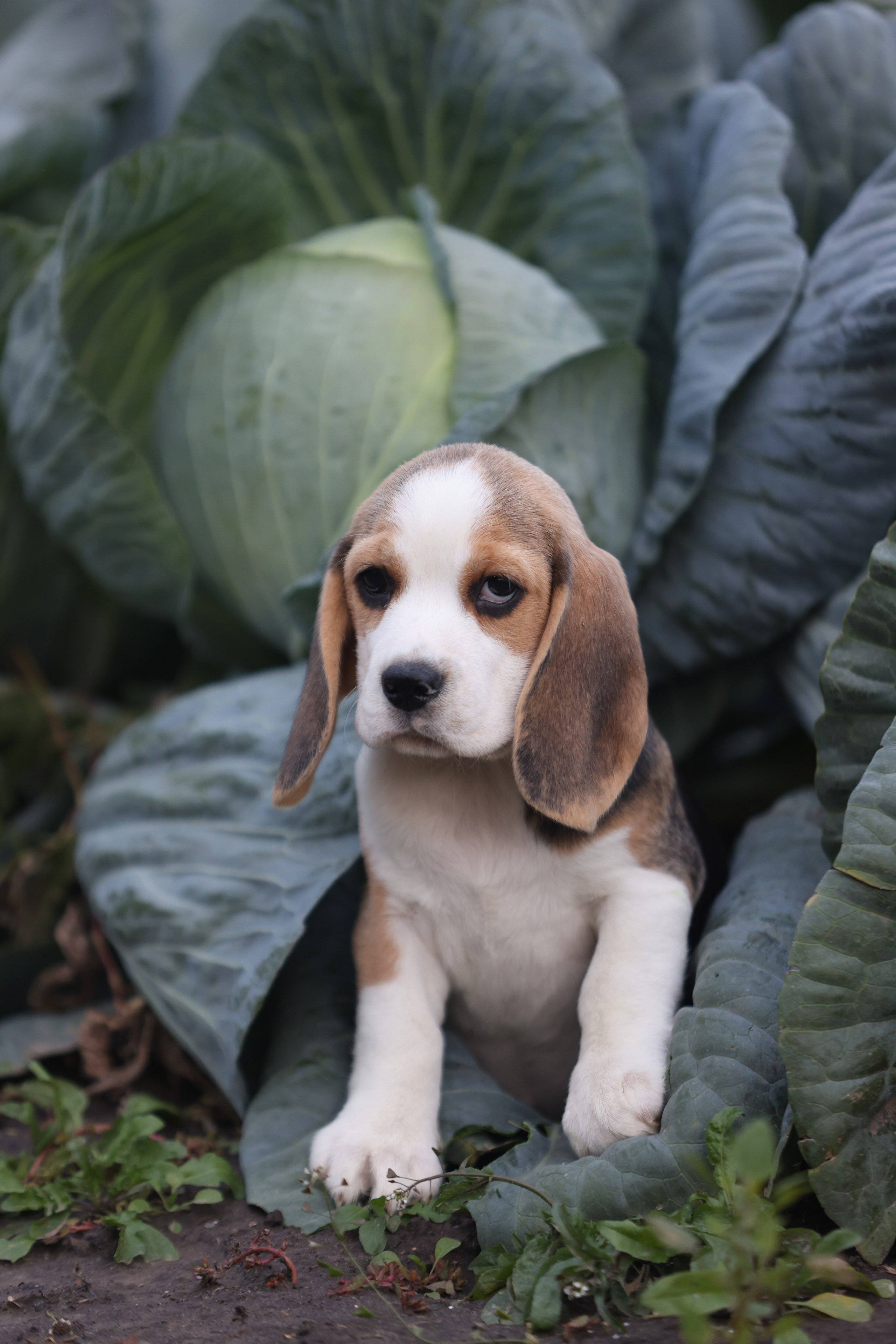 Приплод U. Розплідник біглей в Україні