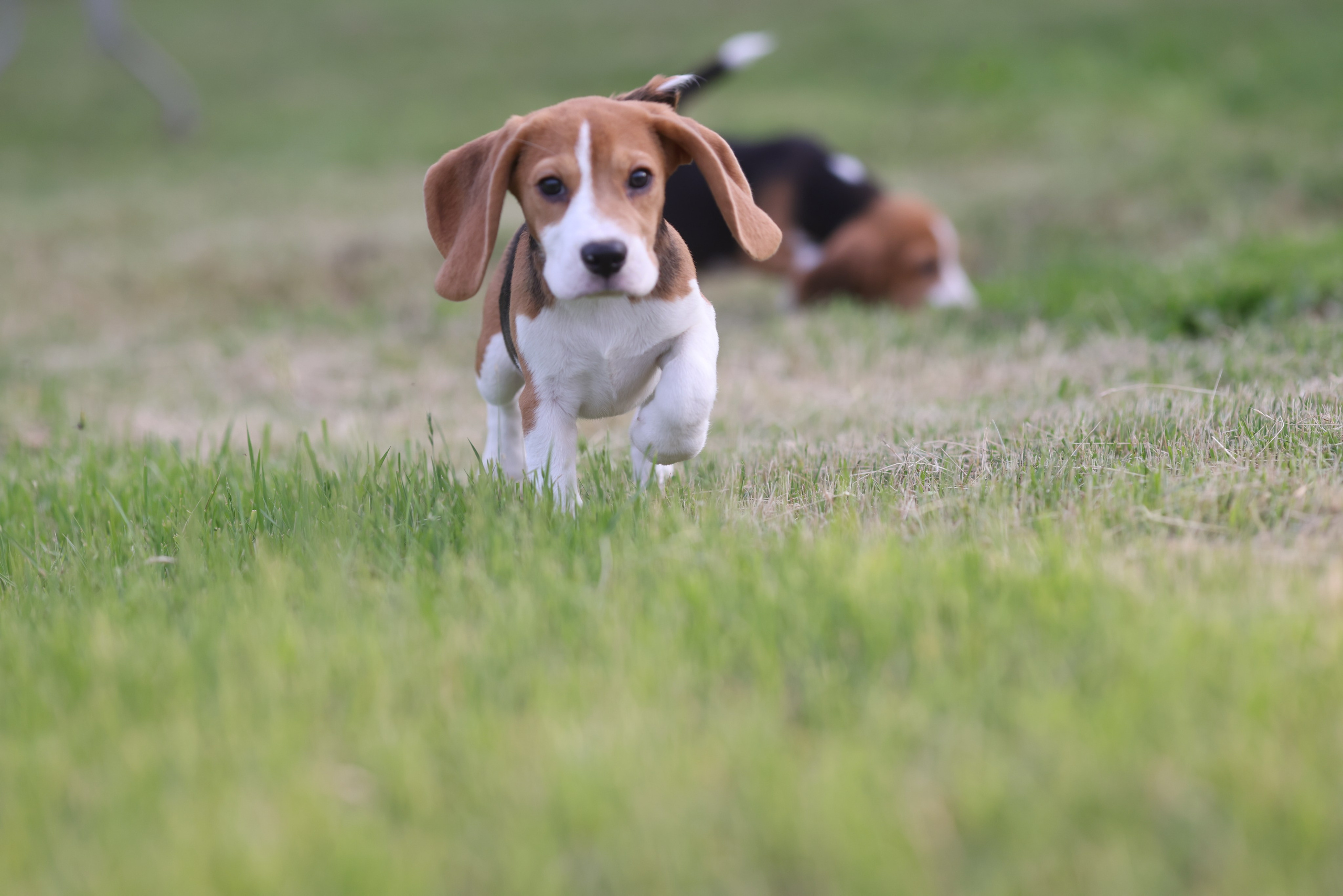 Litter T. Розплідник біглей в Україні