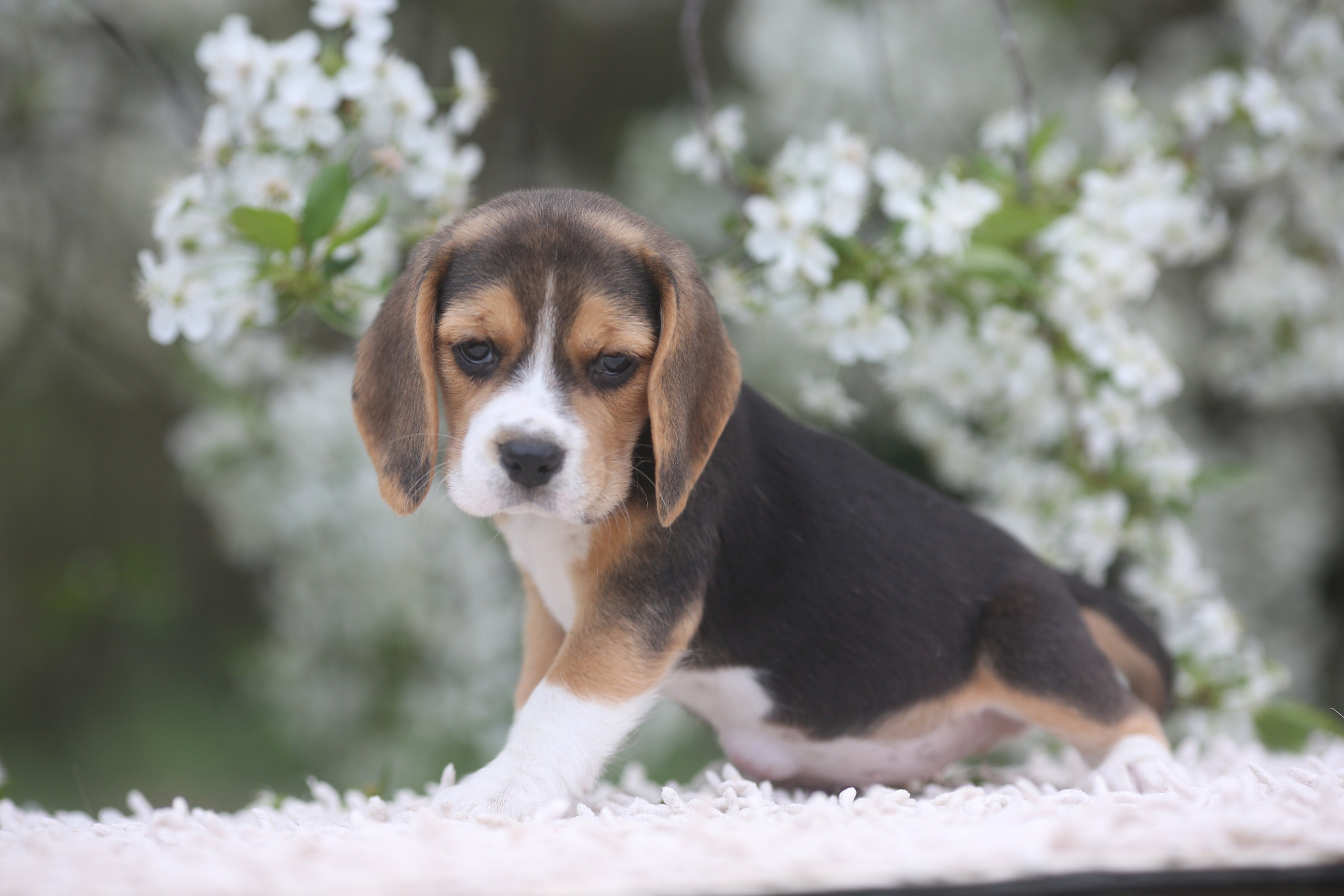 Litter T. Розплідник біглей в Україні