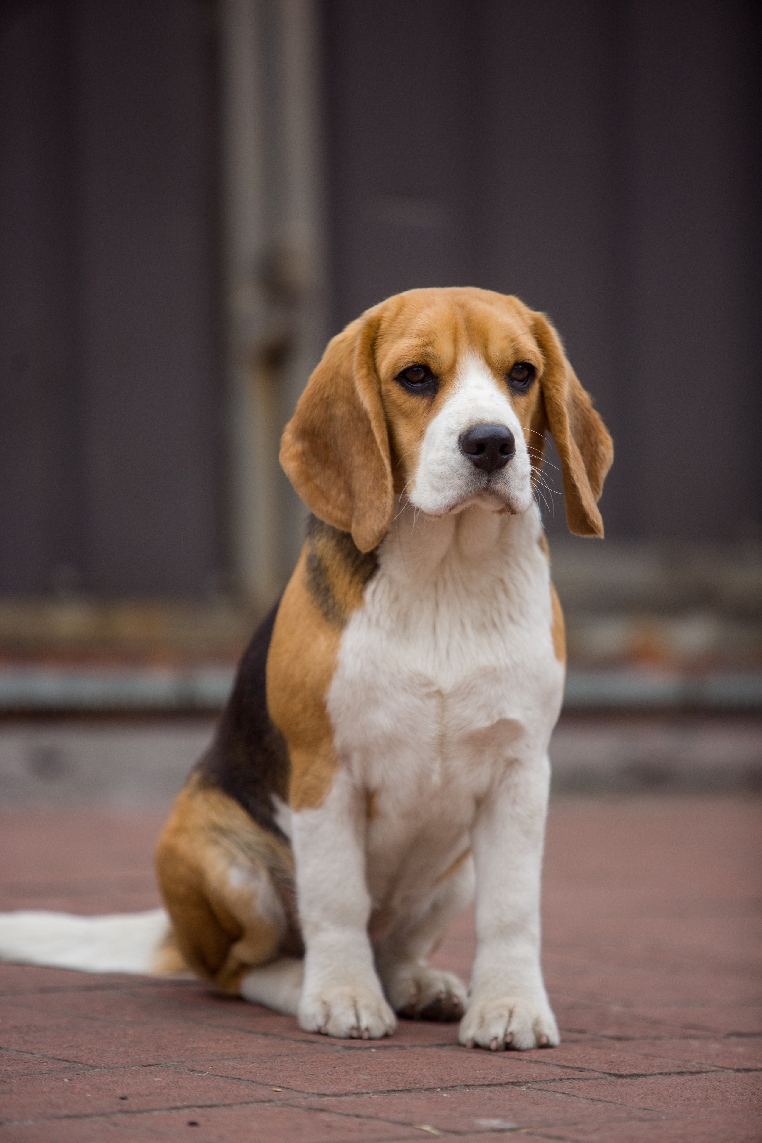 Wella. Питомник биглей Selesta’s Dreams