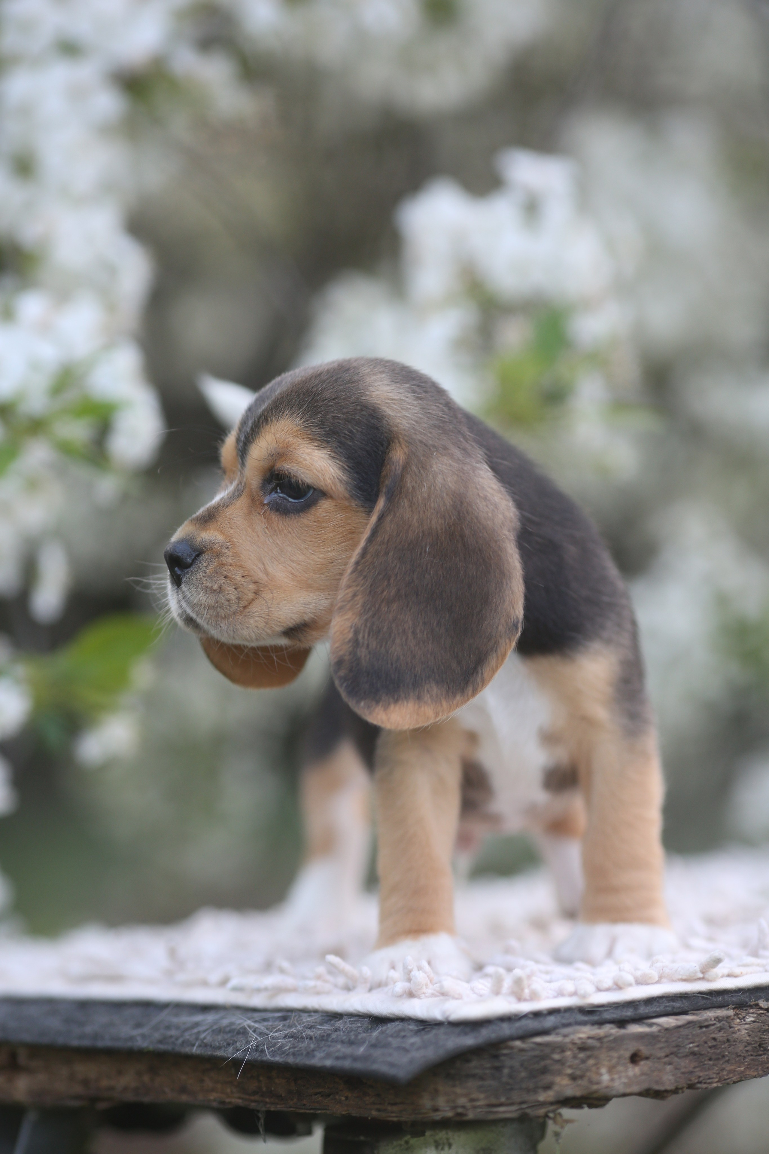 Litter T. Розплідник біглей в Україні
