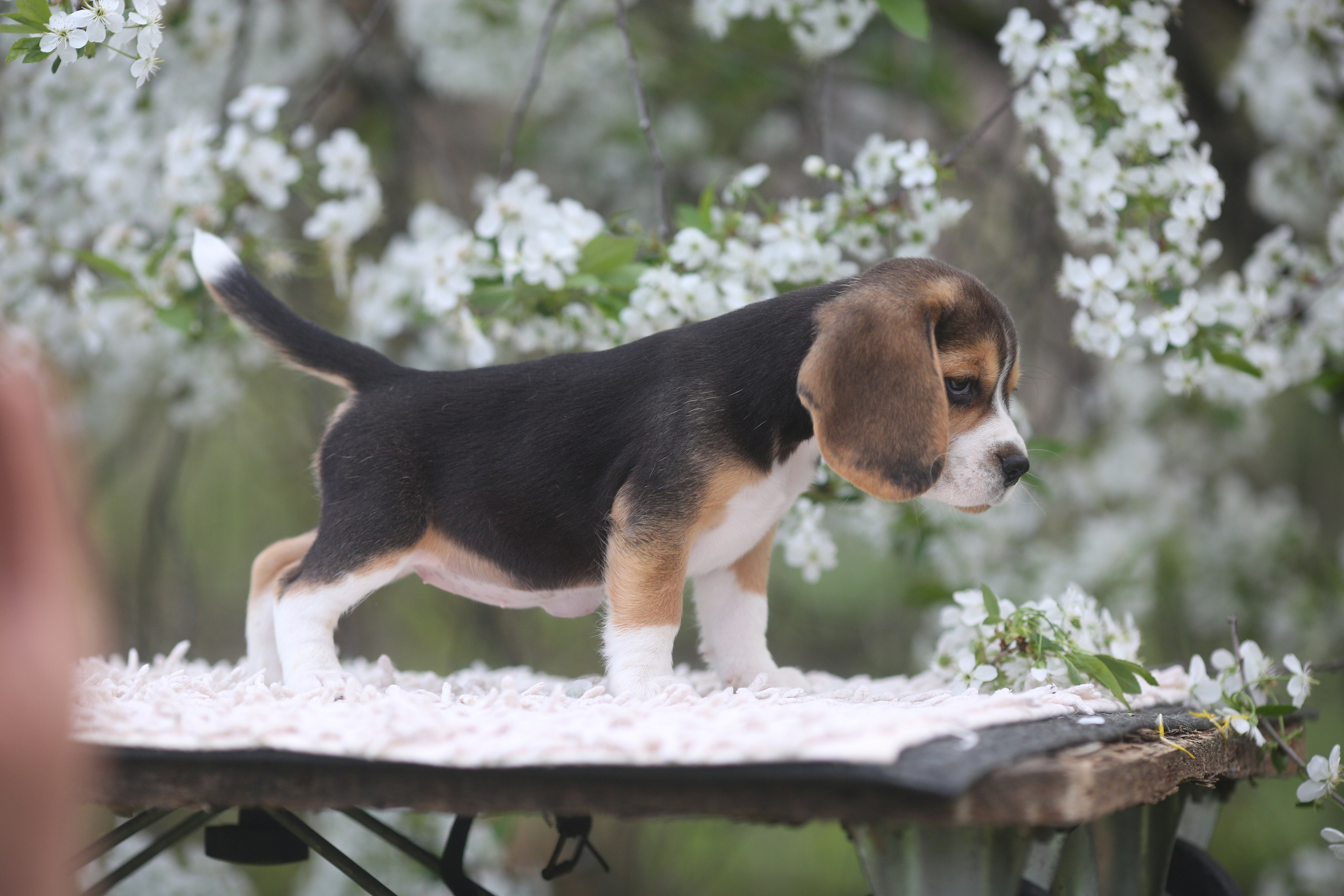 Litter T. Розплідник біглей в Україні