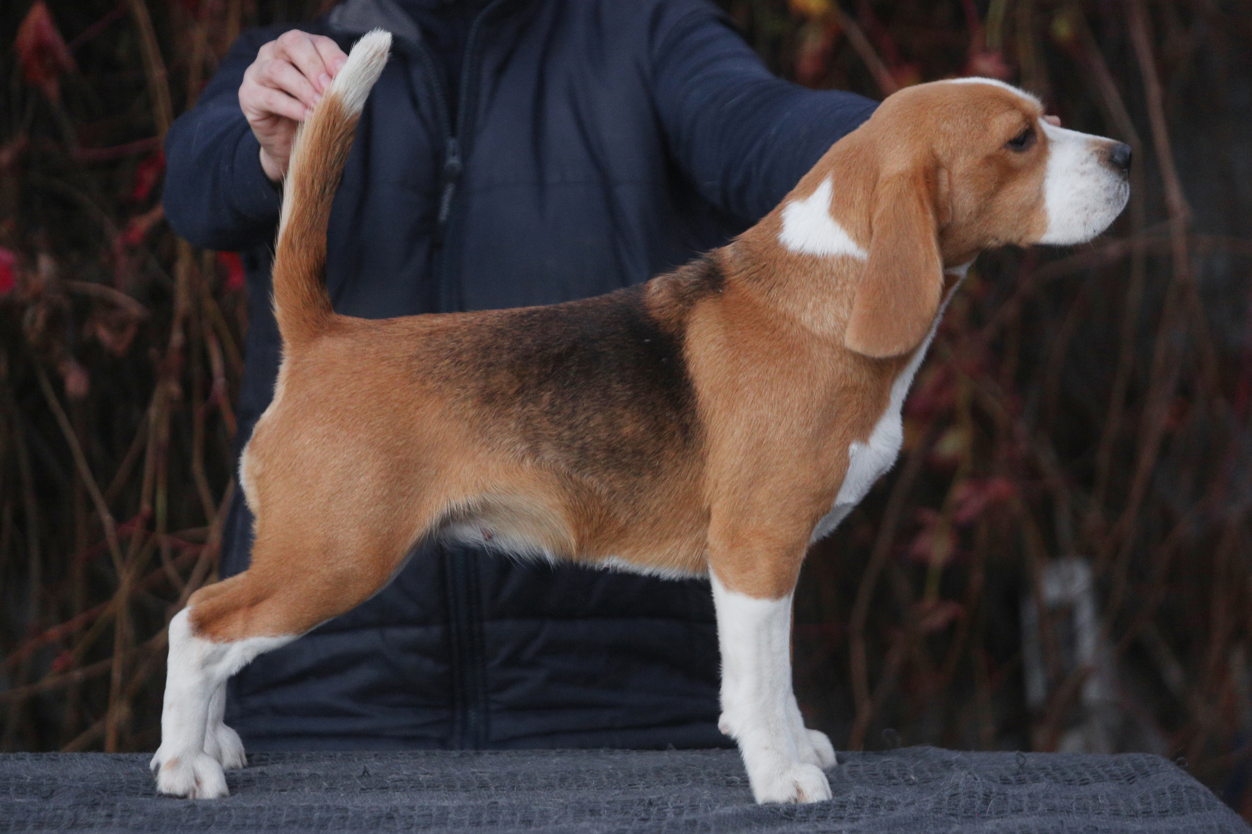 Ксандер. Розплідник біглей в Україні