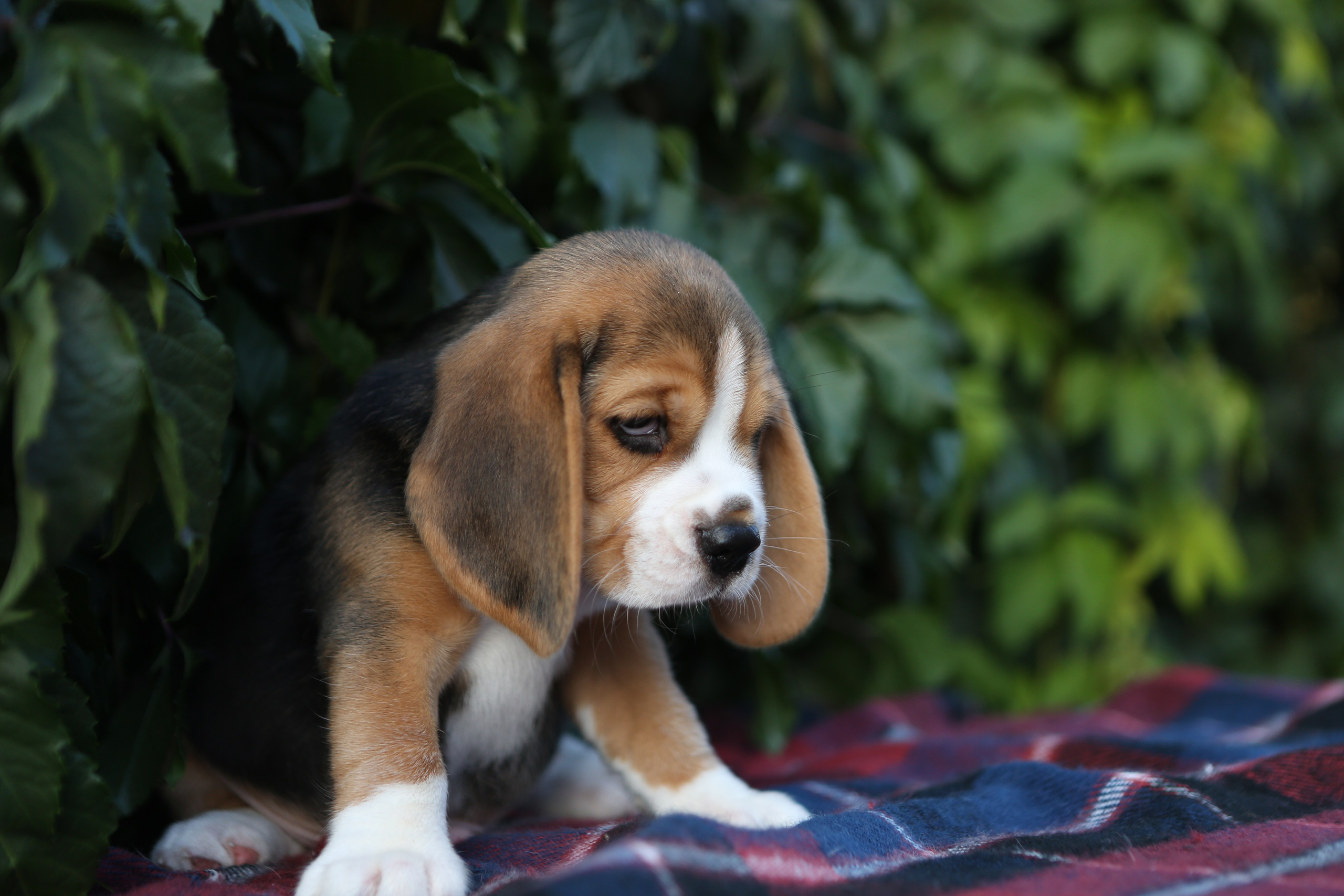 Жан. Розплідник біглей в Україні