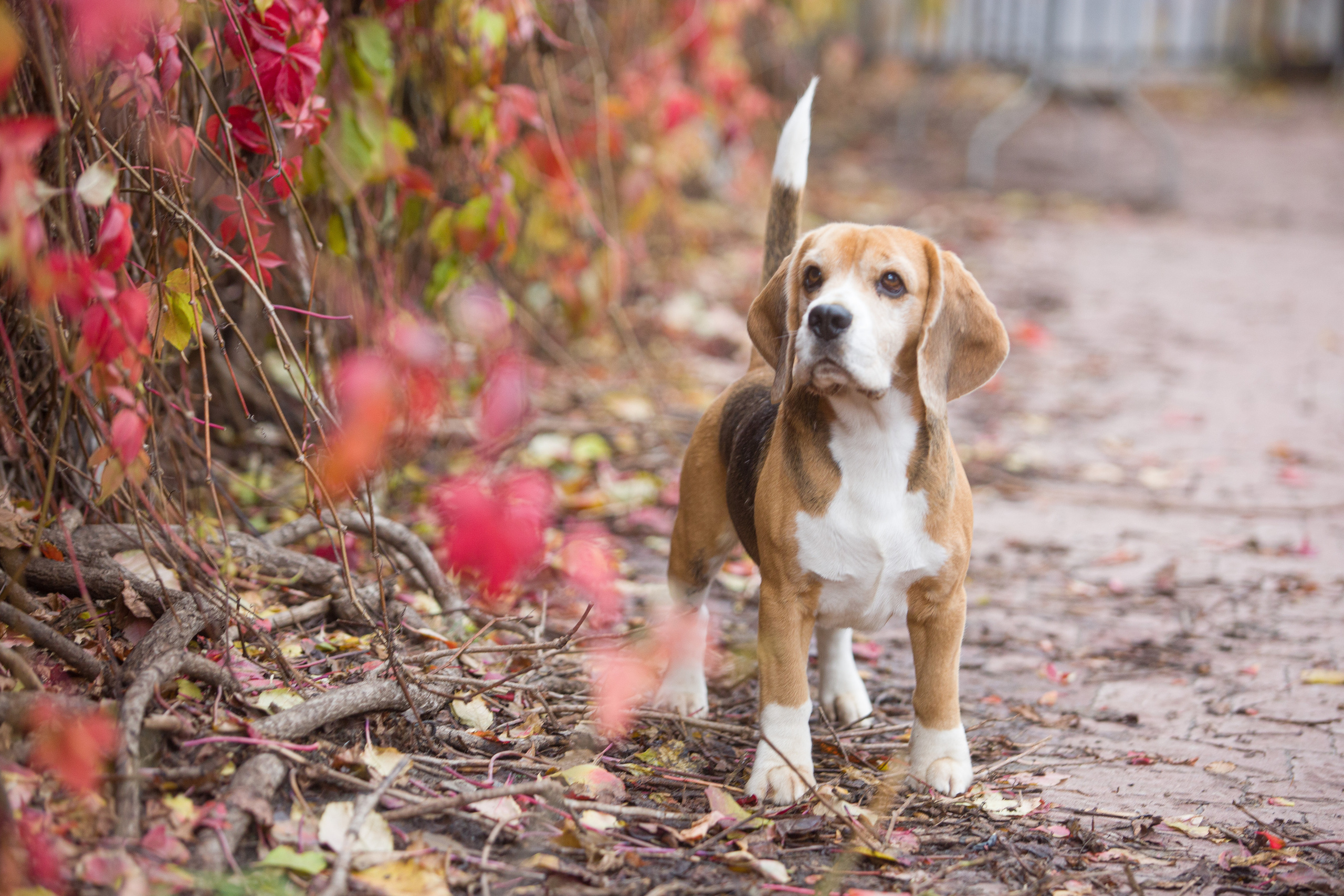 Prince. Питомник биглей Selesta’s Dreams