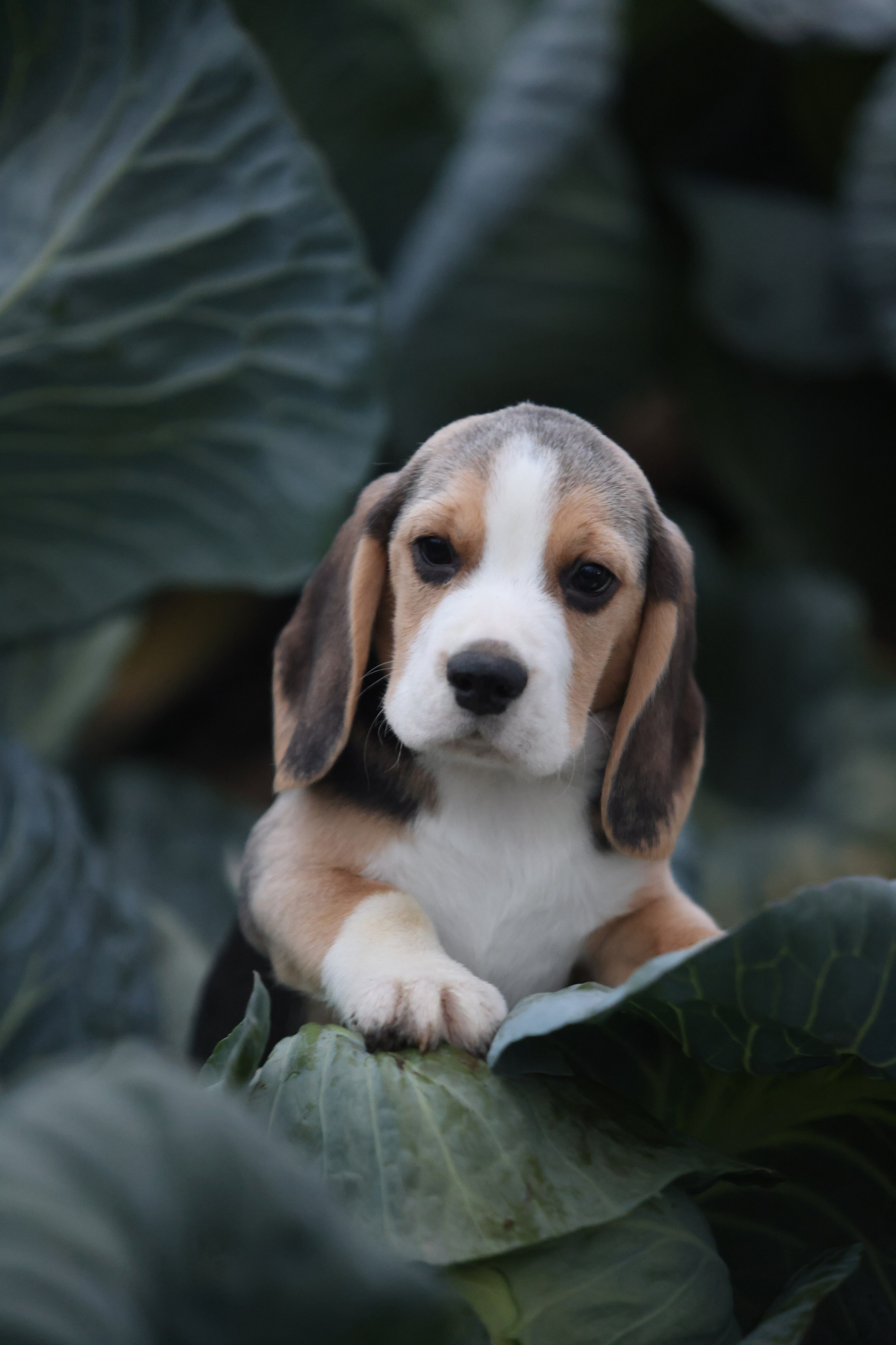 Приплод U. Розплідник біглей в Україні