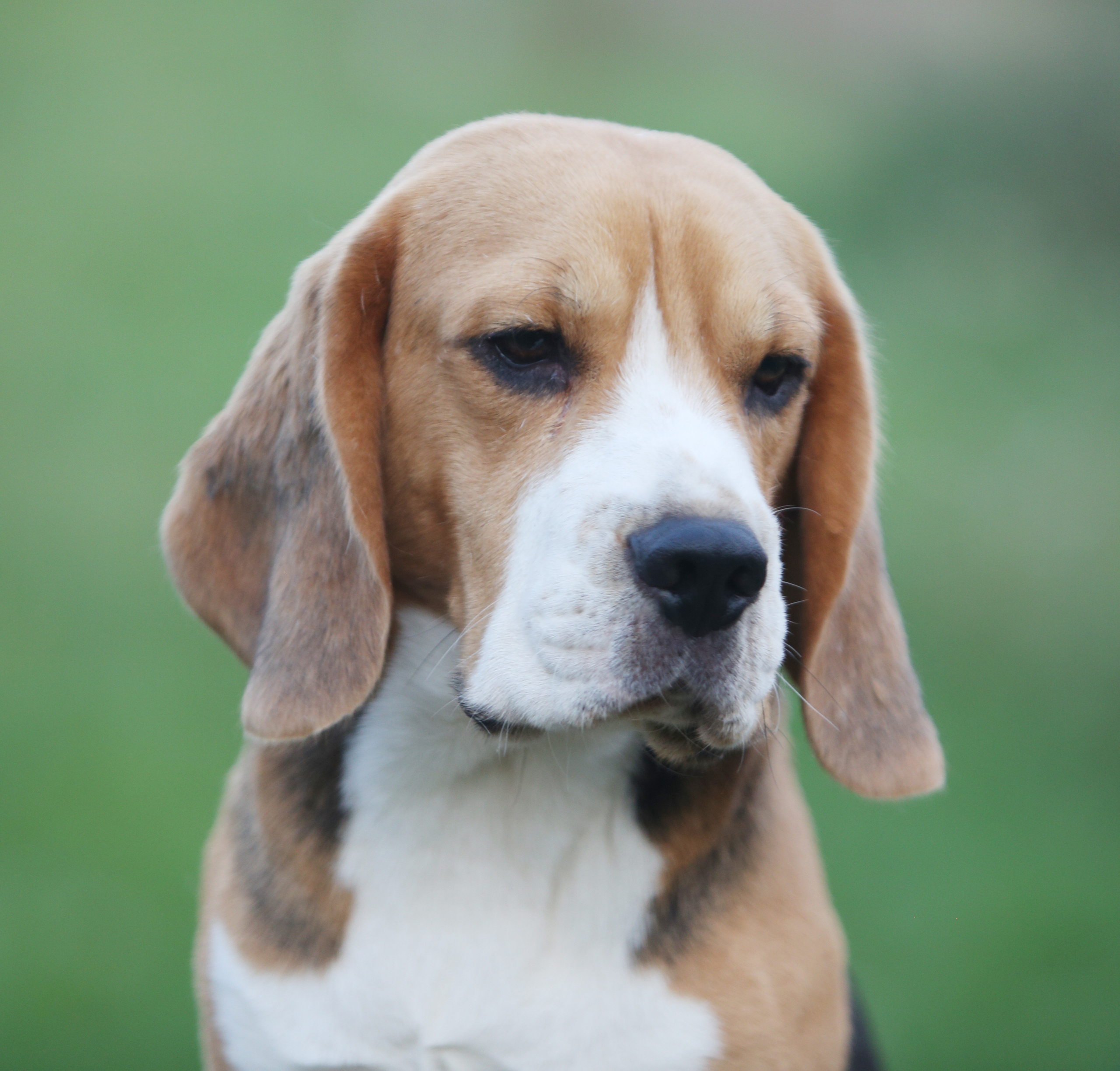 Ерик. Розплідник біглей в Україні