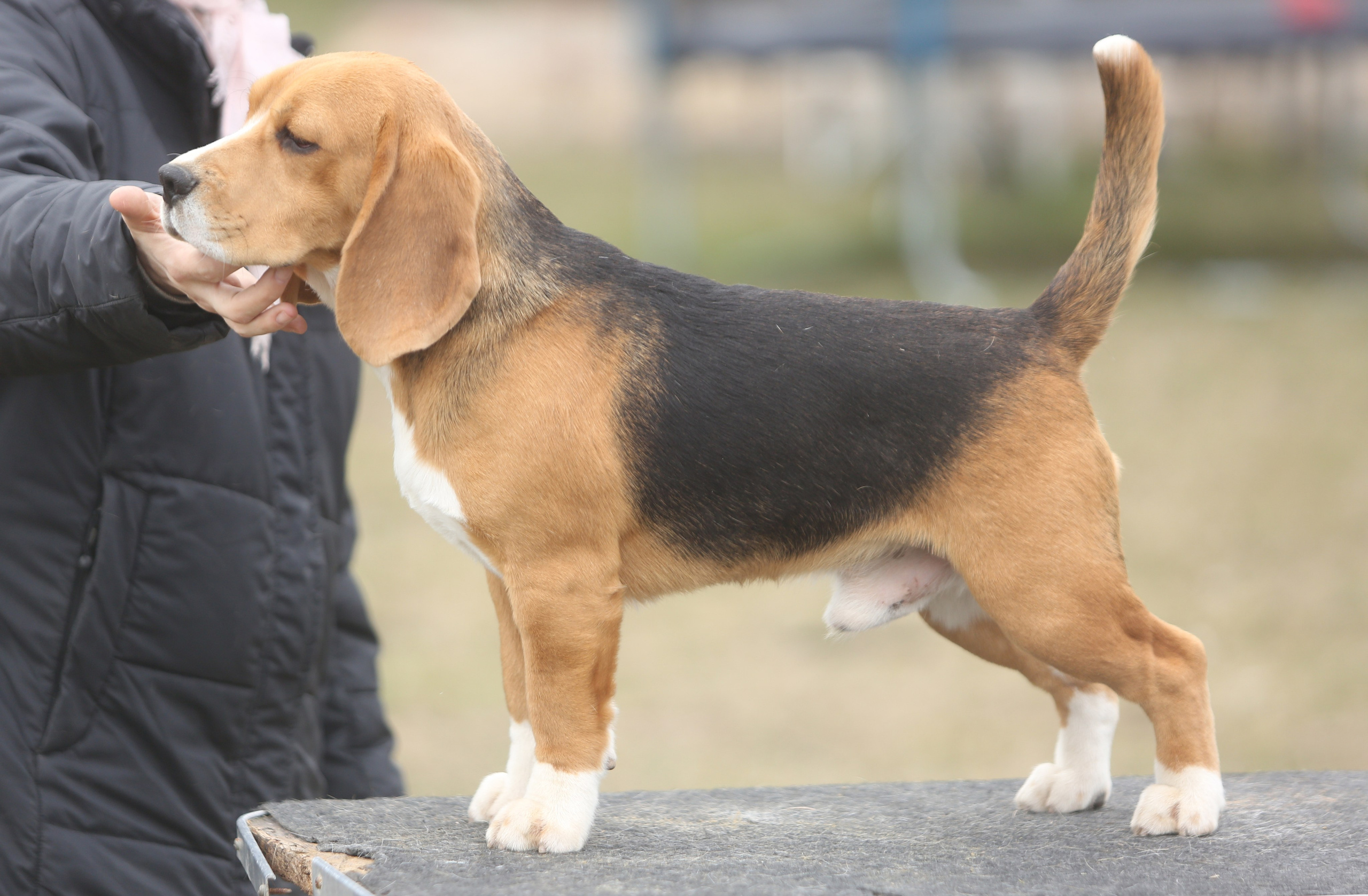 SD Ideal. Розплідник біглей в Україні