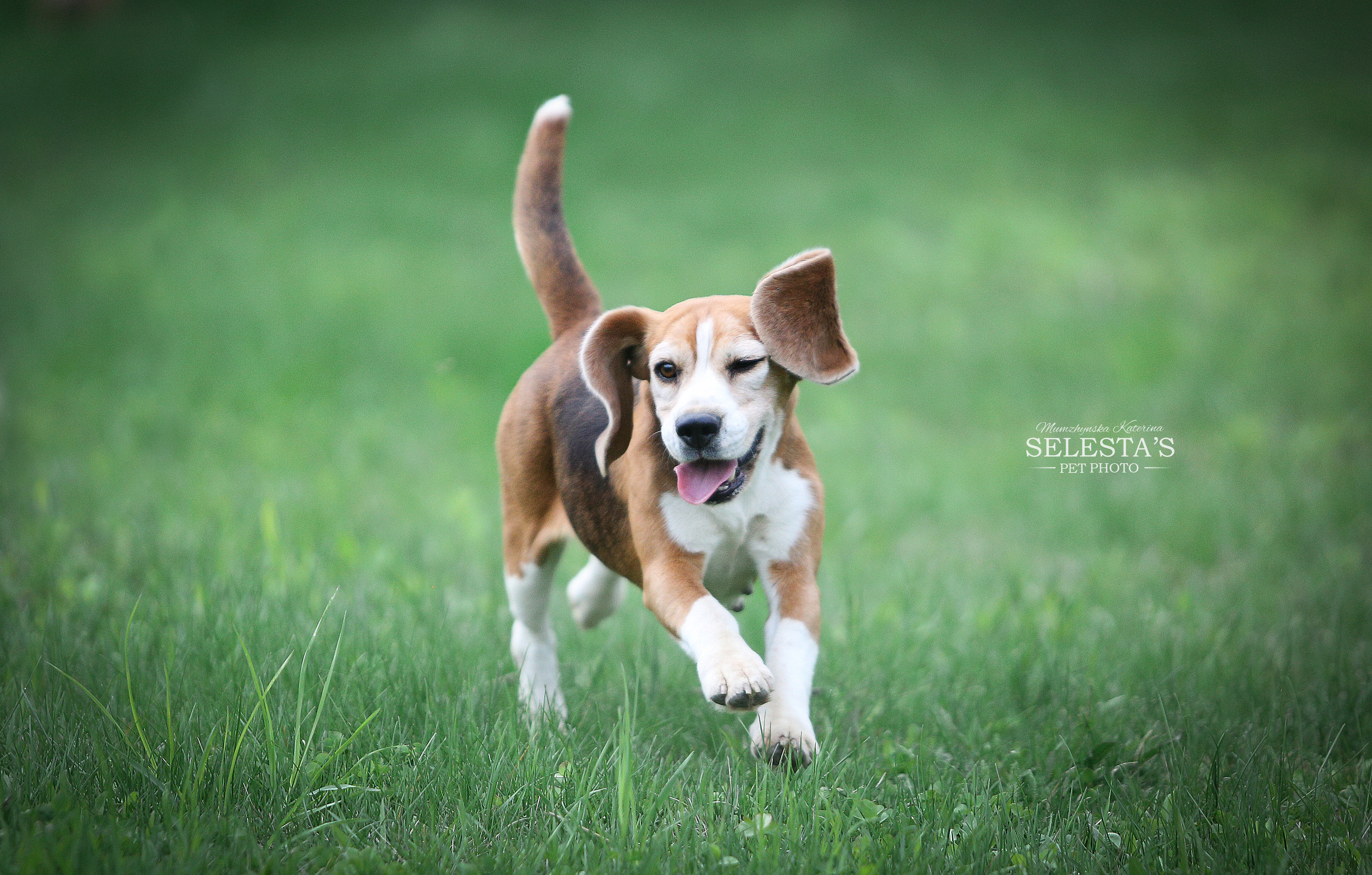 Тула. Питомник биглей Selesta’s Dreams