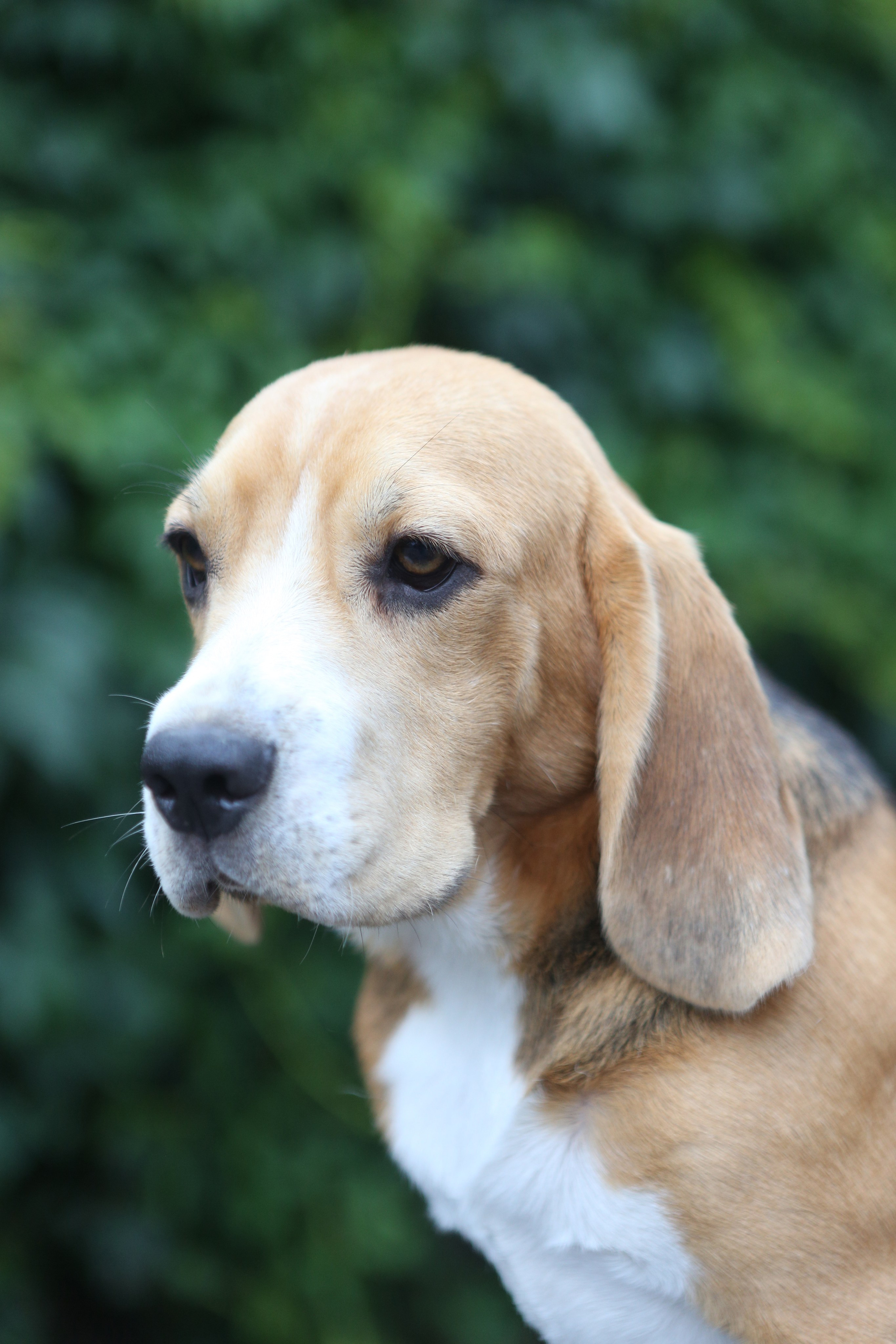 SD Incredible me. Розплідник біглей в Україні