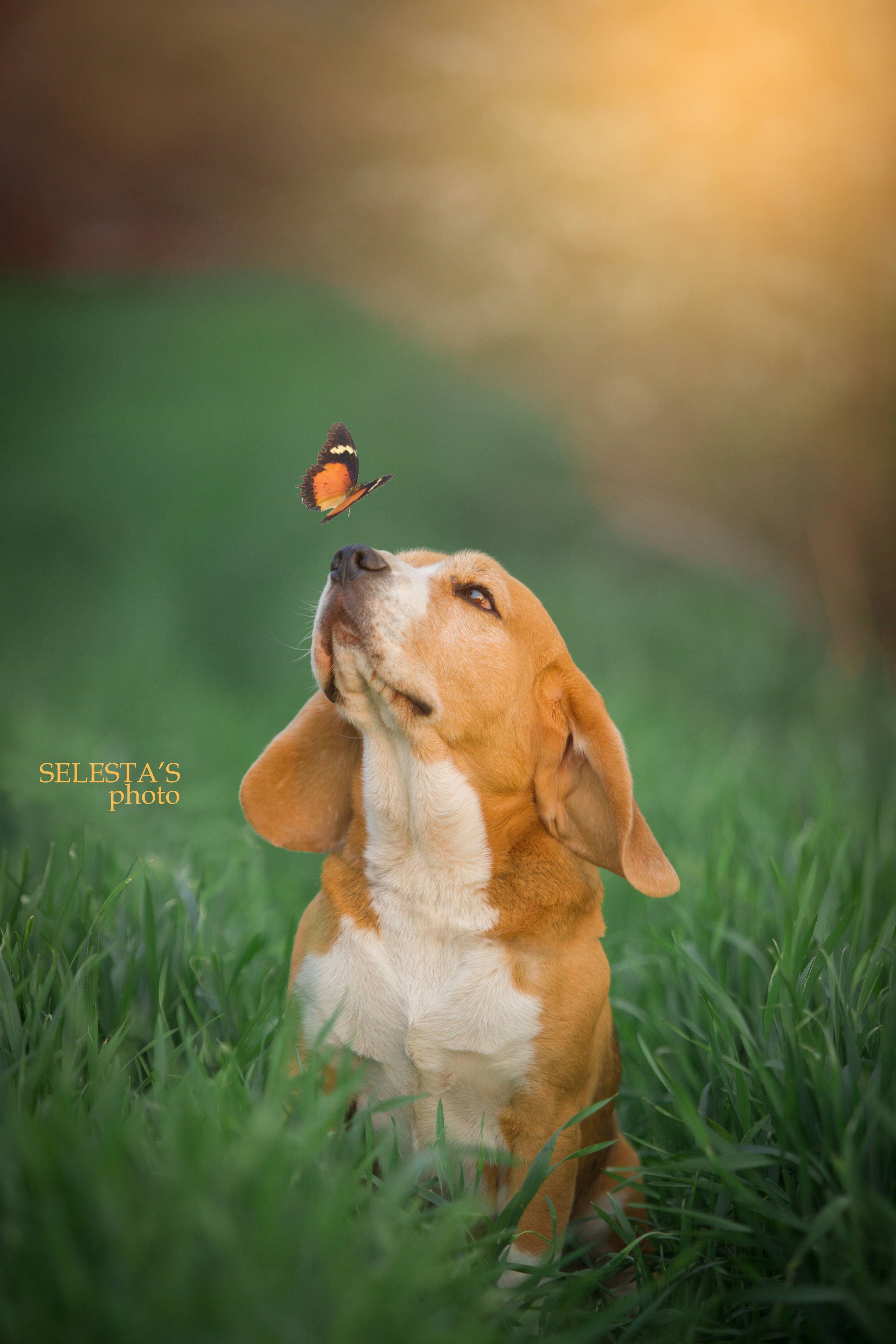 Ерик. Розплідник біглей в Україні