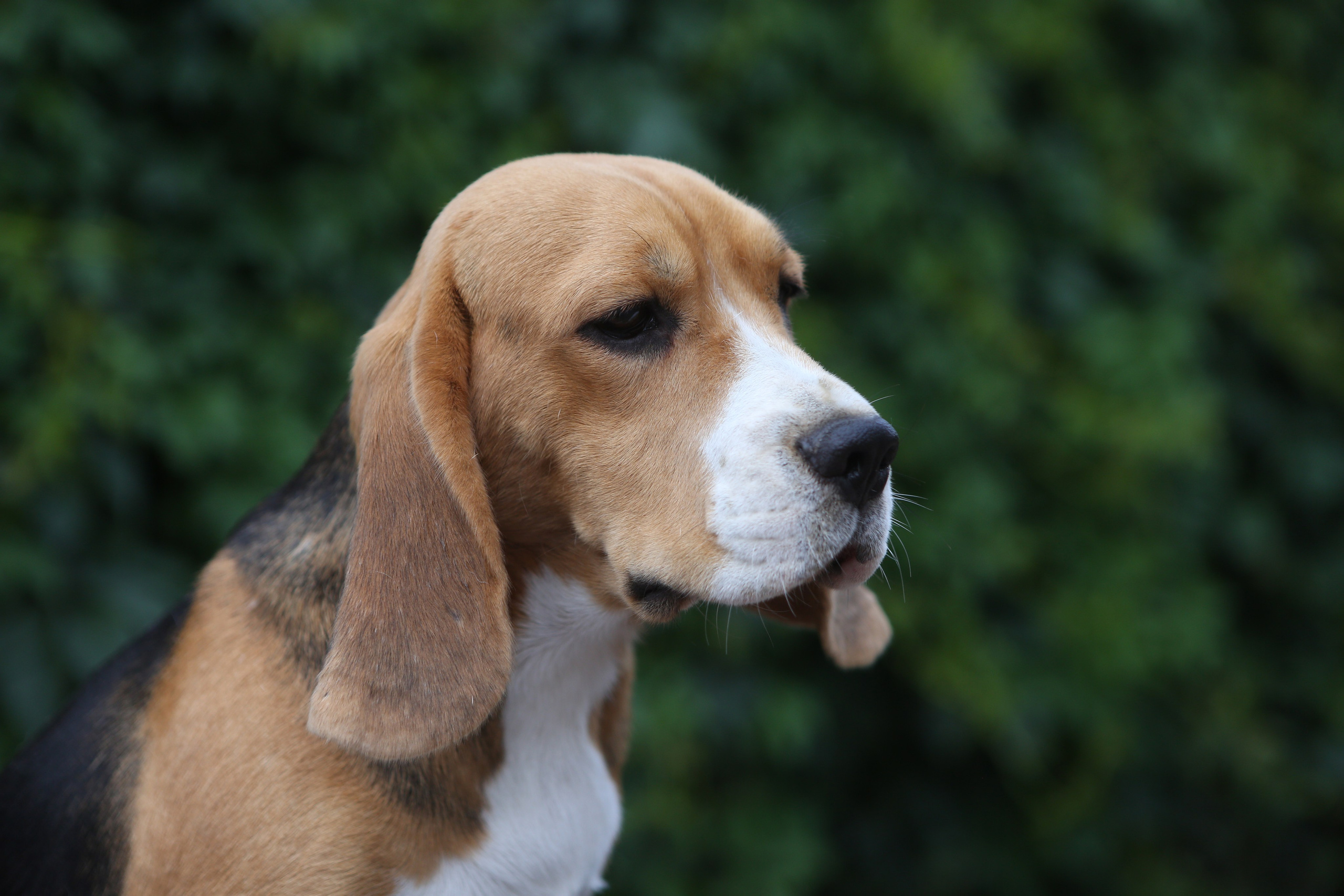 SD Ideal. Розплідник біглей в Україні