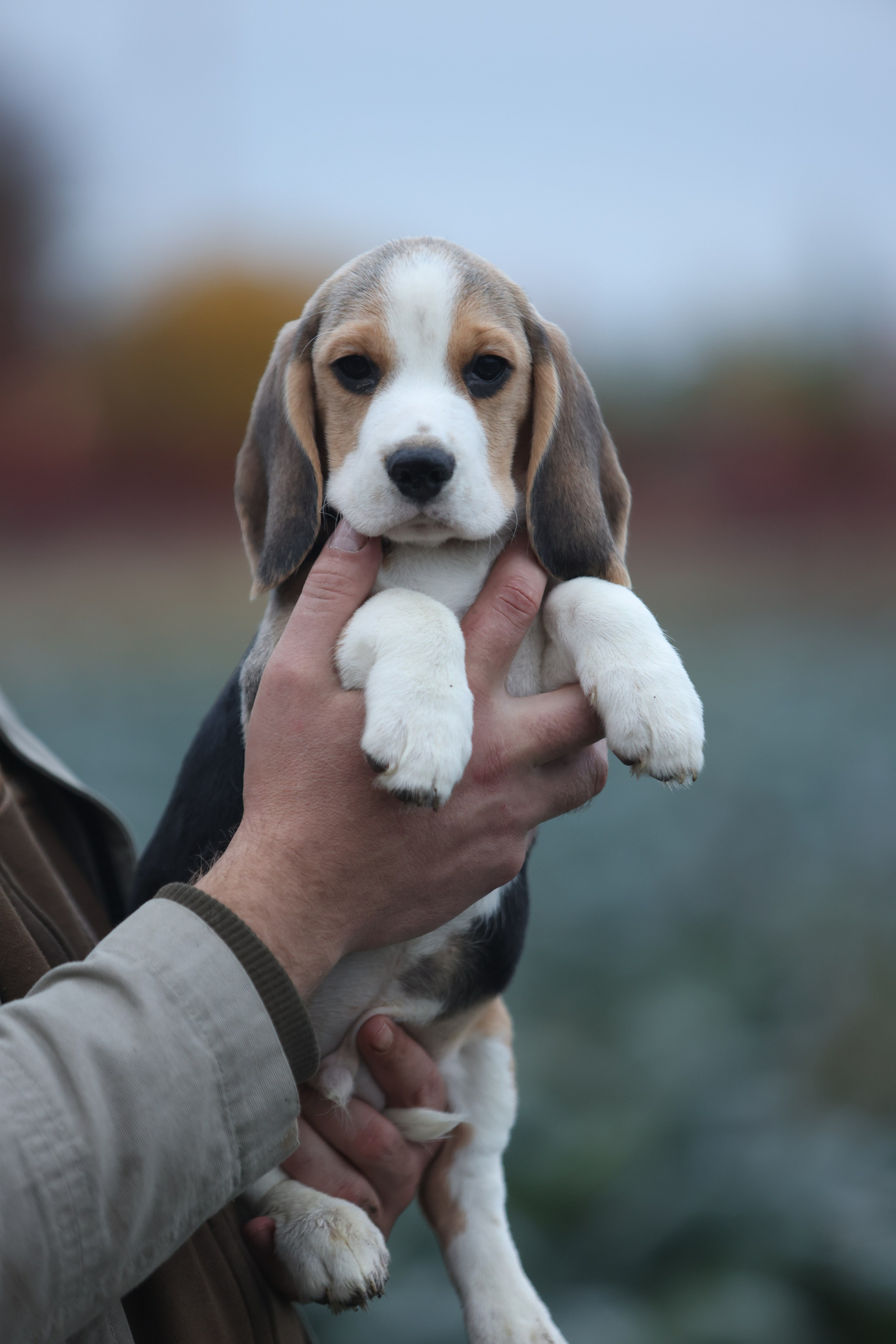 Приплод U. Розплідник біглей в Україні