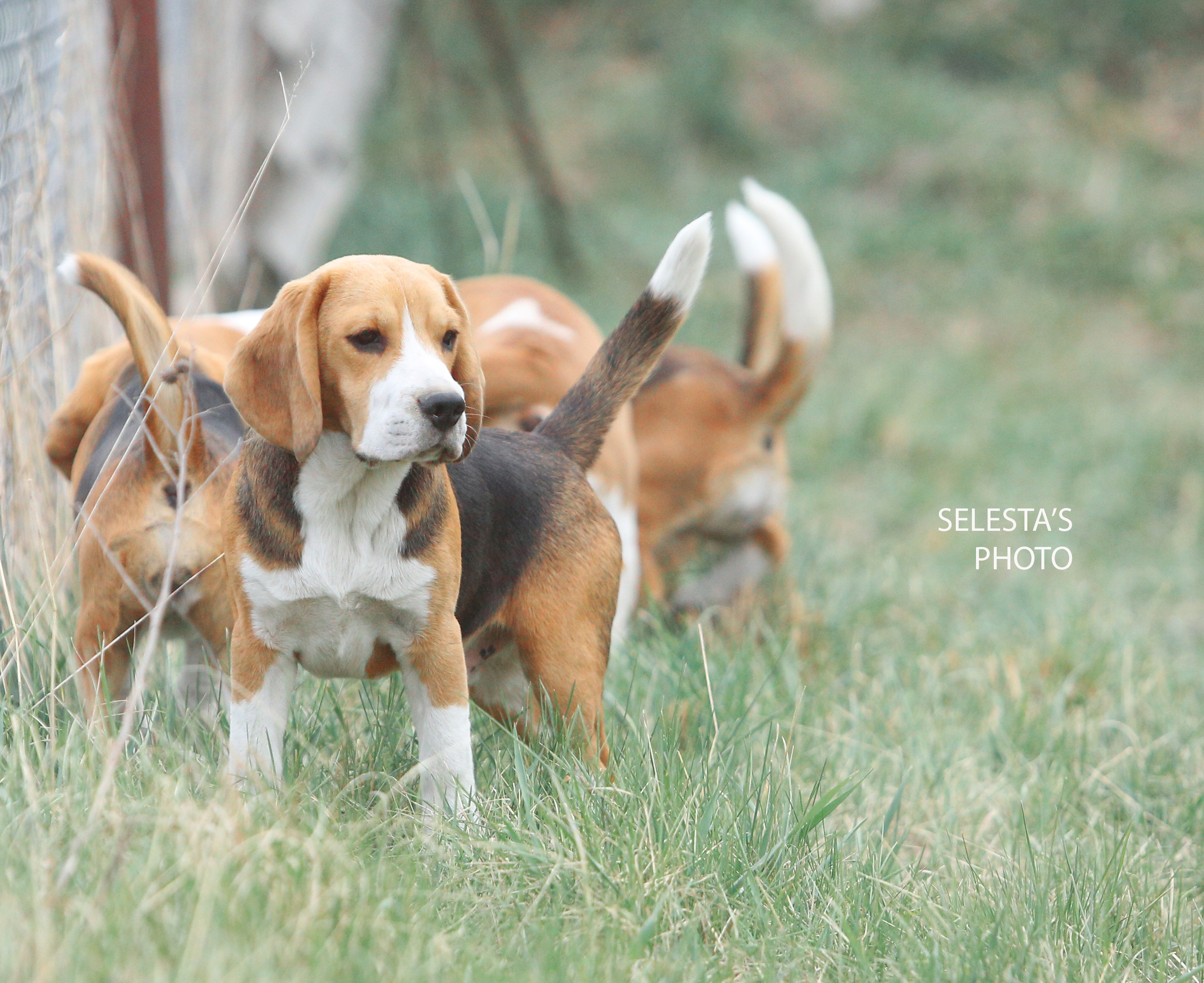 Ксандер. Розплідник біглей в Україні