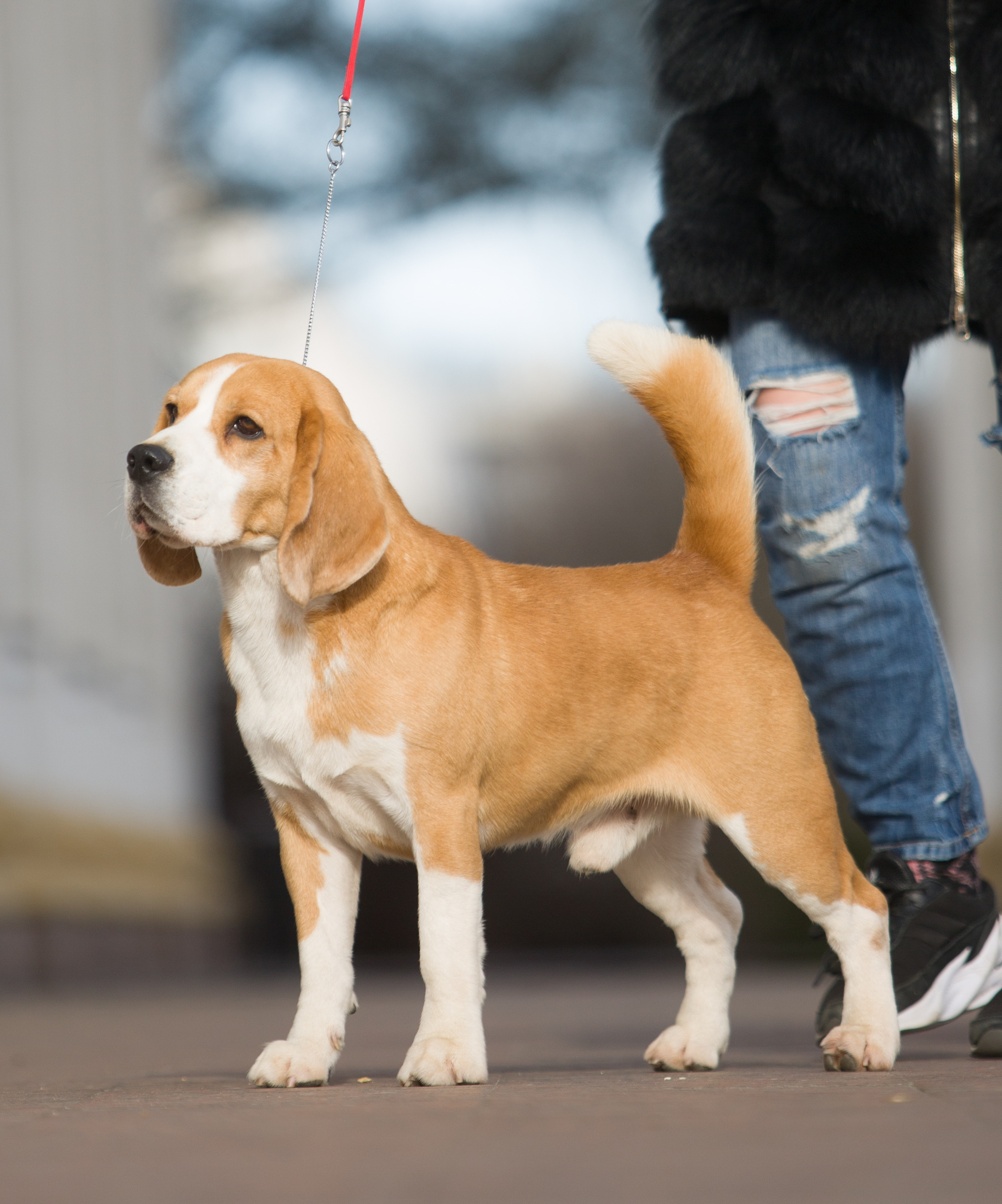 Leo. Питомник биглей Selesta’s Dreams