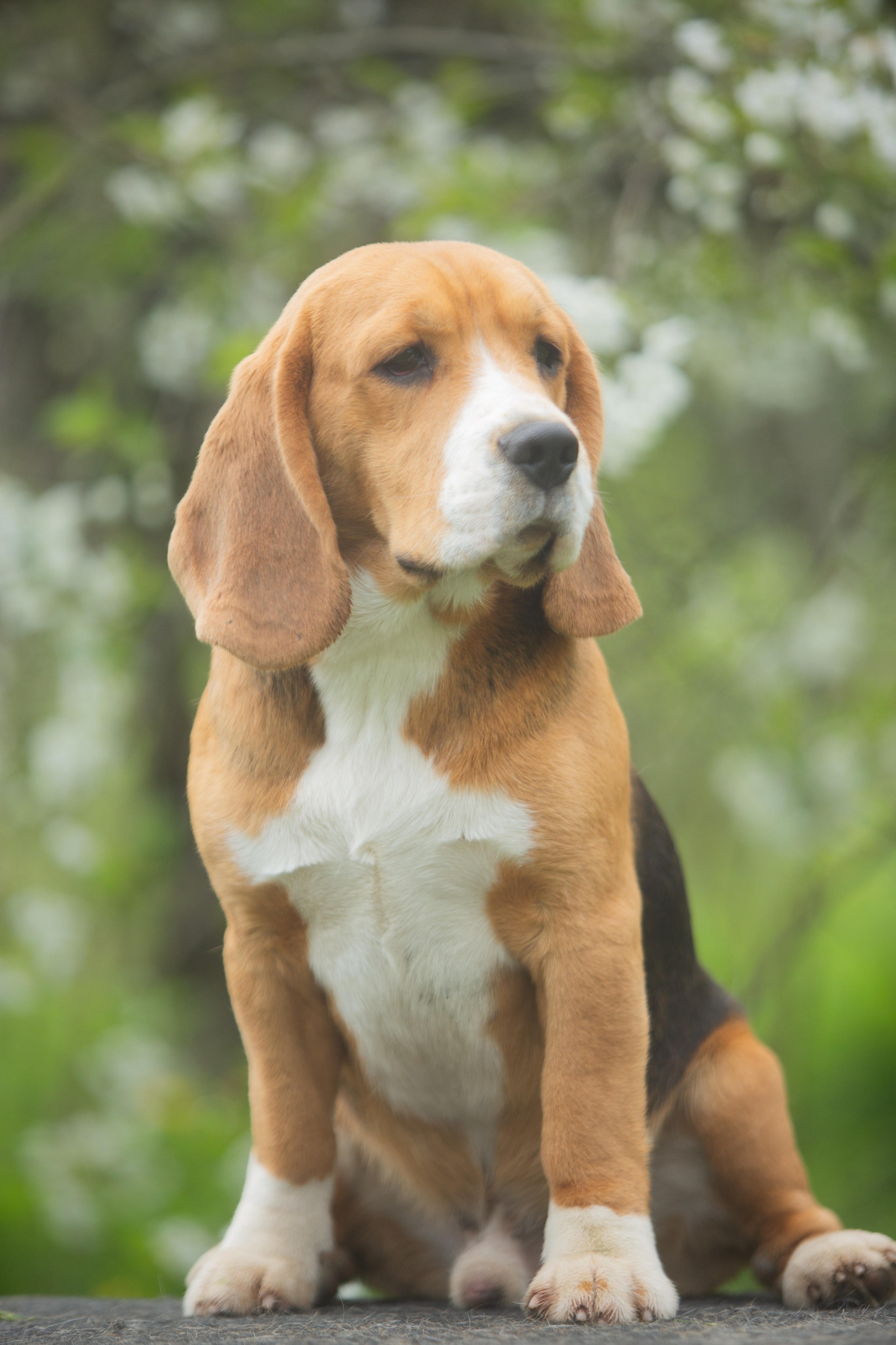 SD Ideal. Розплідник біглей в Україні