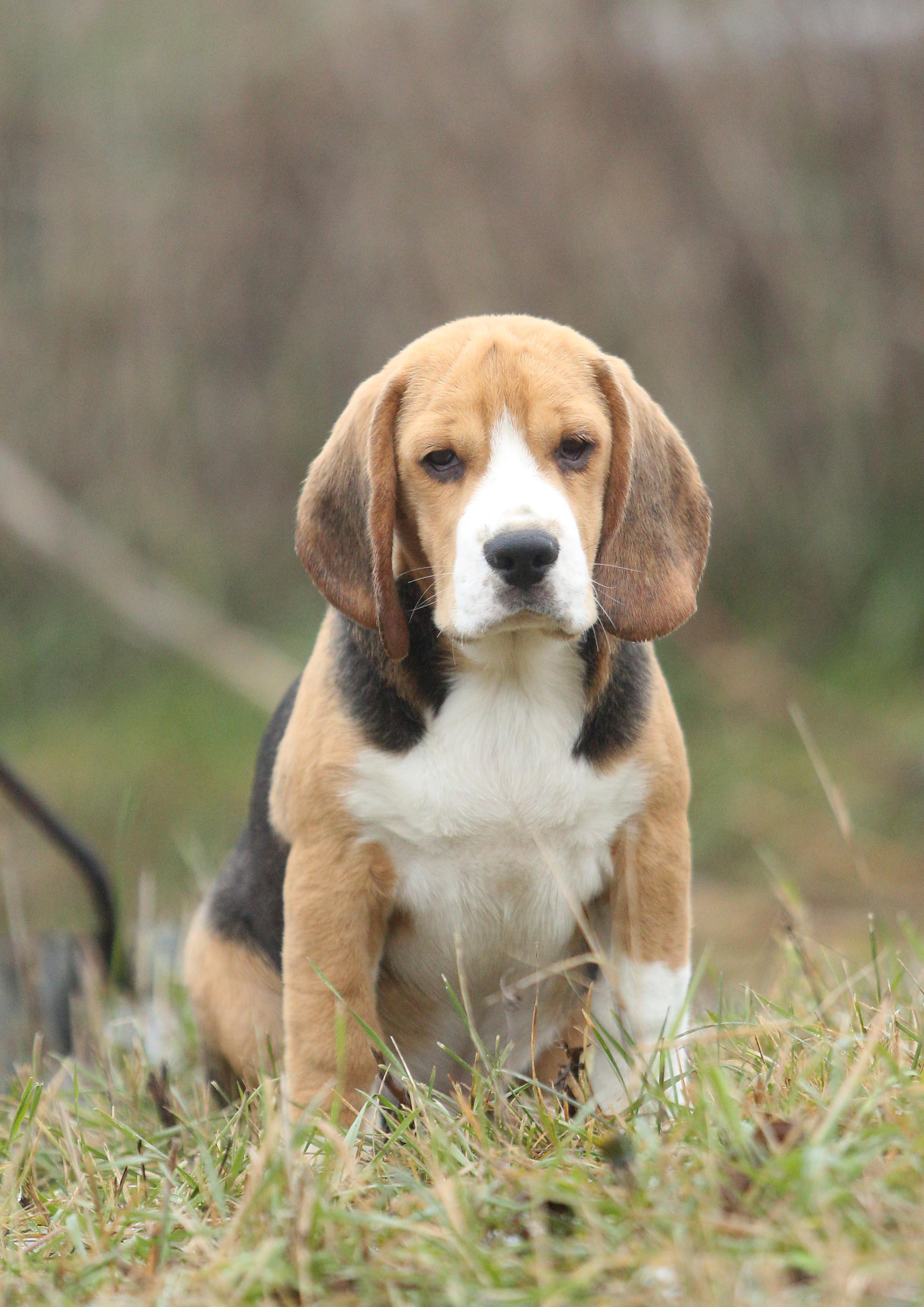 Krepish. Питомник биглей Selesta’s Dreams