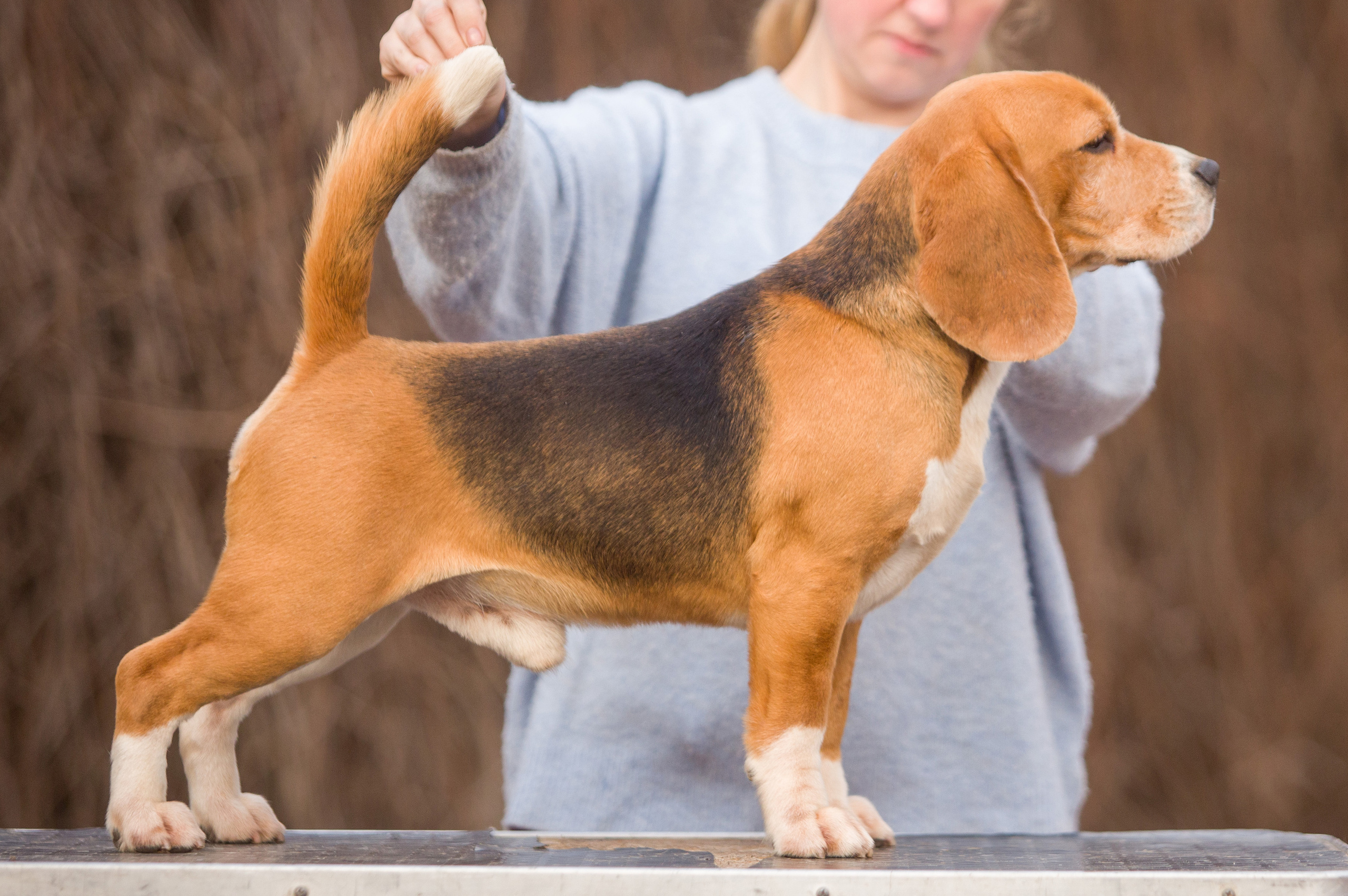 Prince. Питомник биглей Selesta’s Dreams