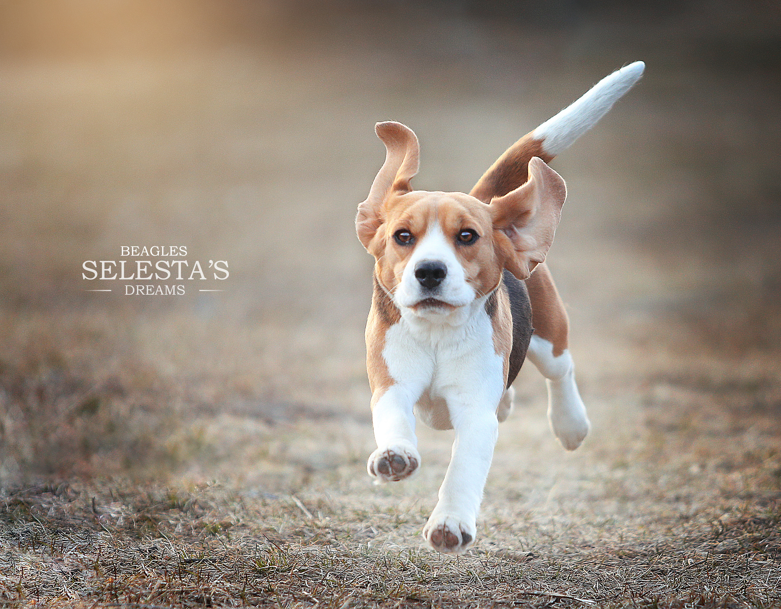 Wella. Питомник биглей Selesta’s Dreams