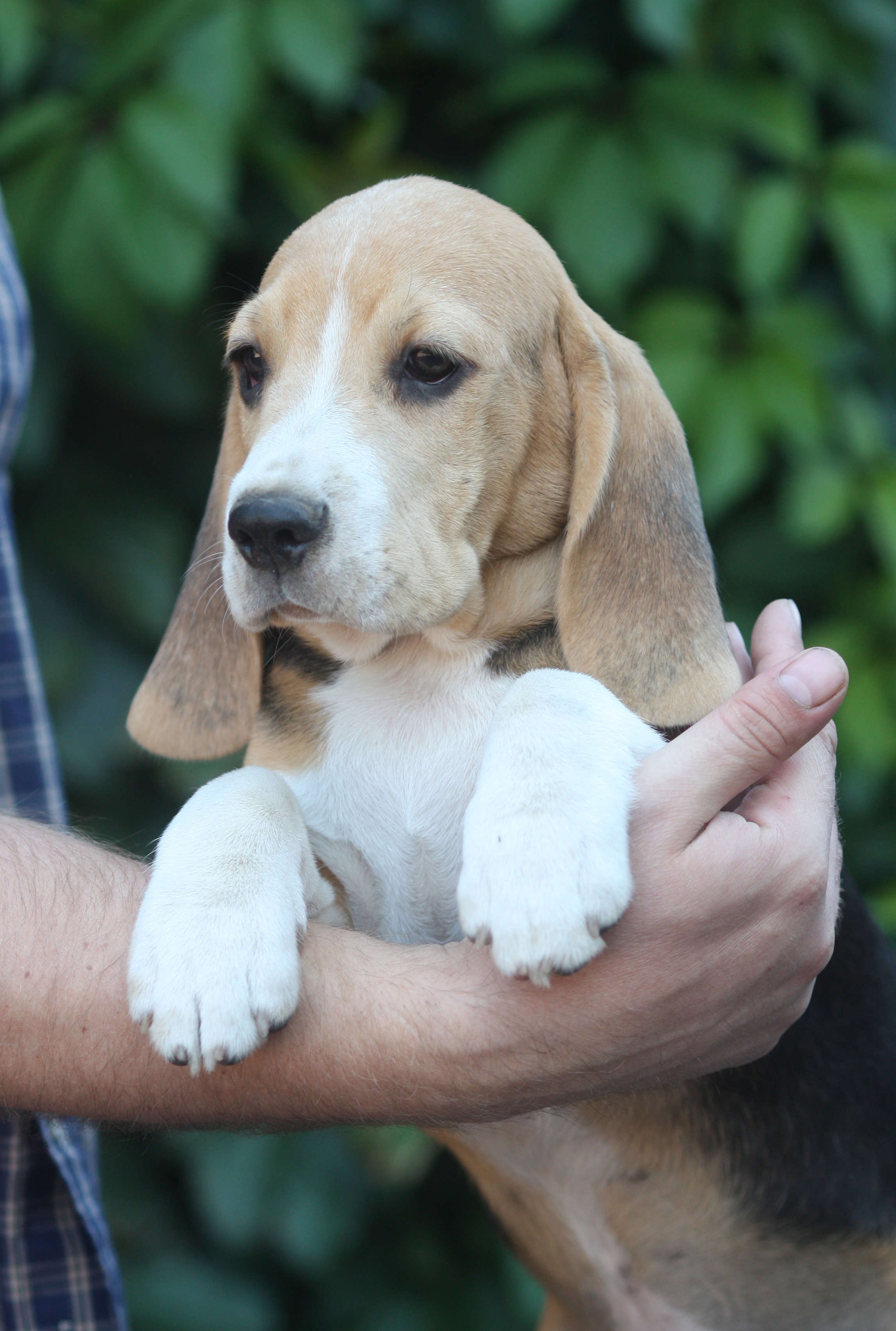 Латте и Принц. Питомник биглей Selesta’s Dreams