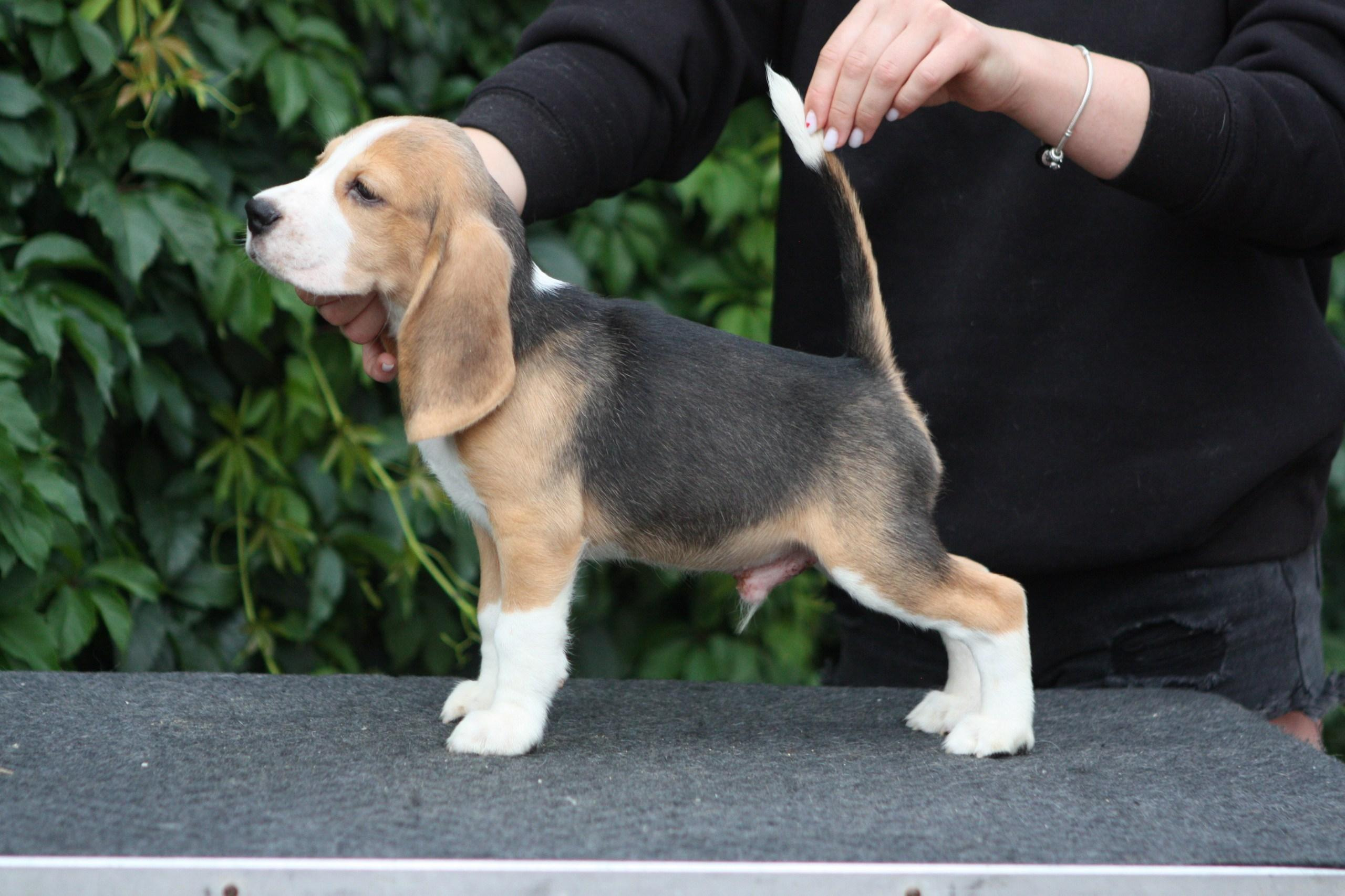 Леста и Єрик. Питомник биглей Selesta’s Dreams