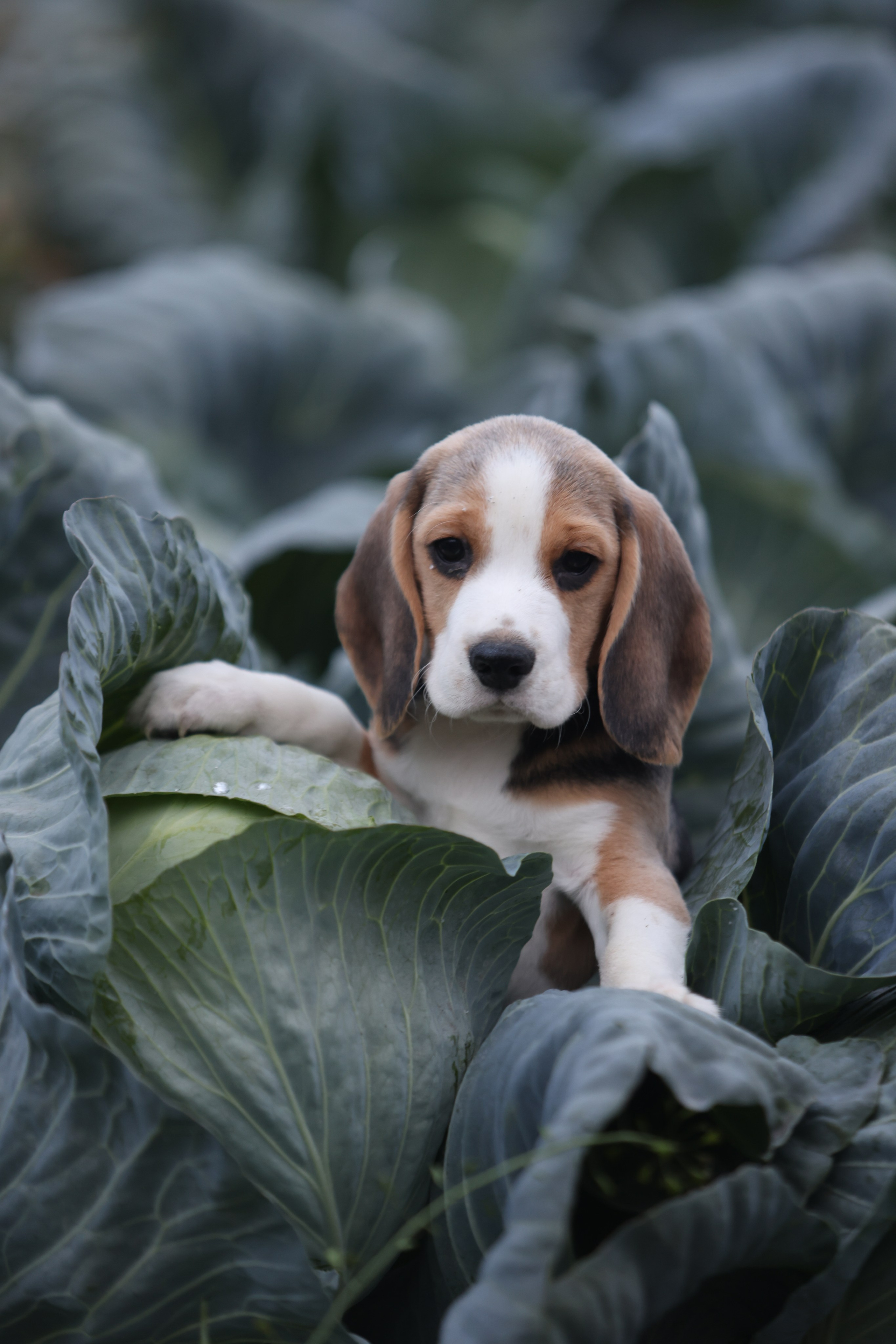 Приплод U. Розплідник біглей в Україні