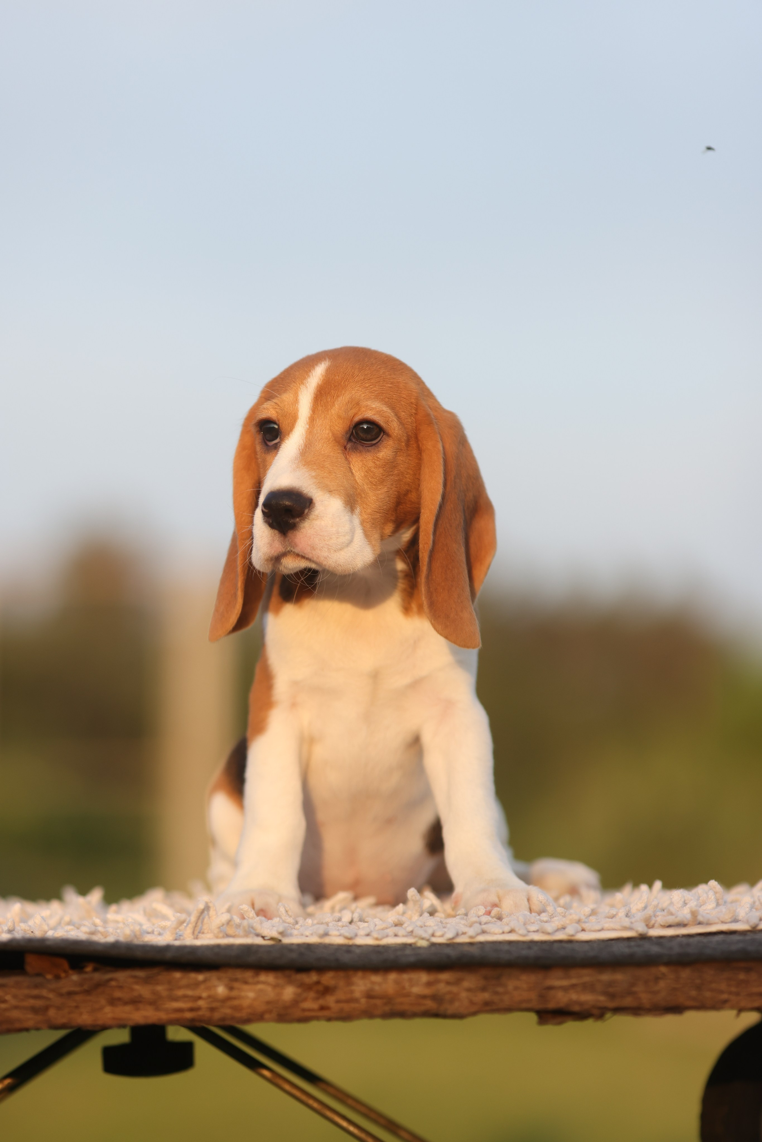 Litter T. Розплідник біглей в Україні