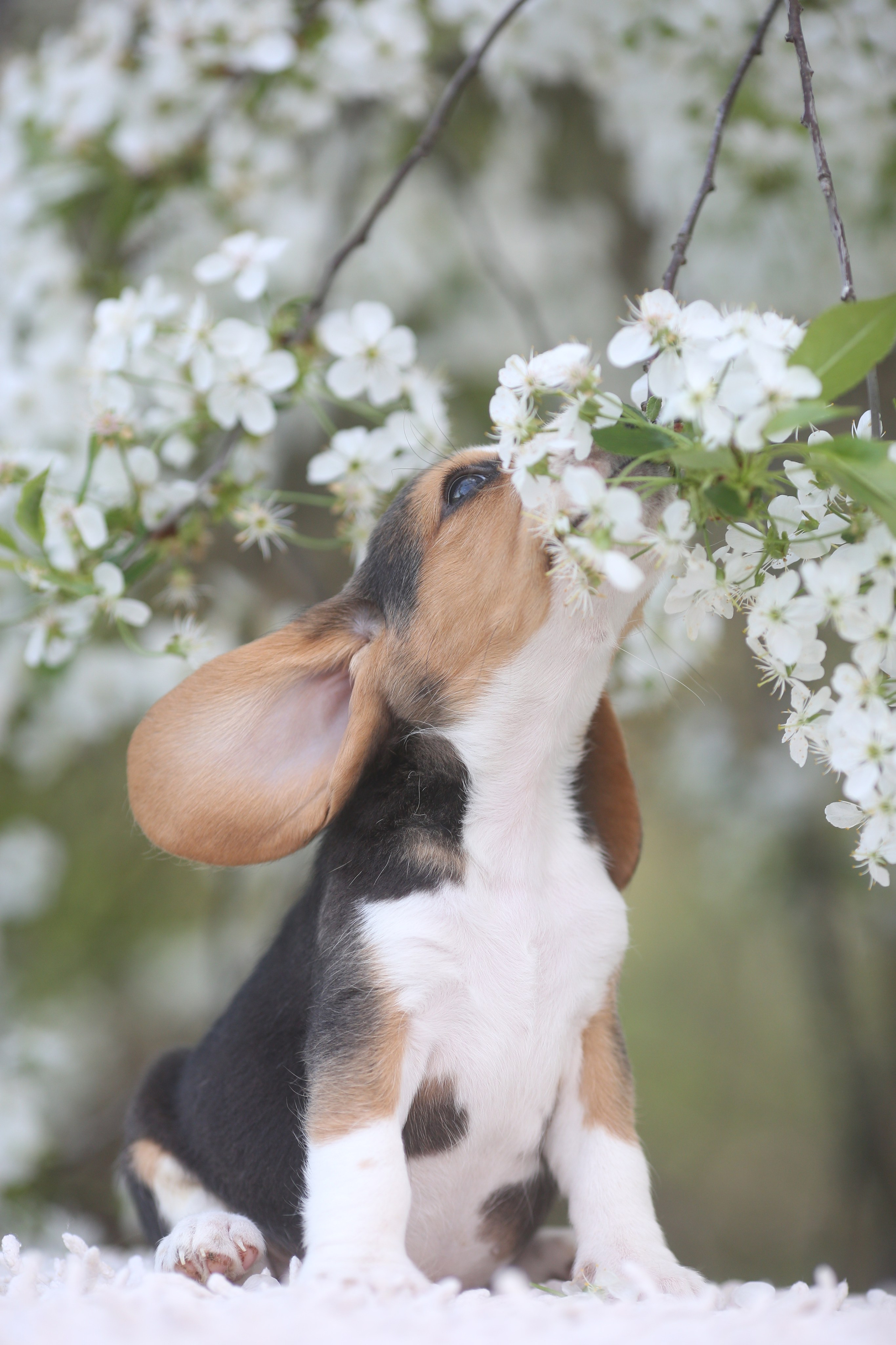 Litter T. Розплідник біглей в Україні