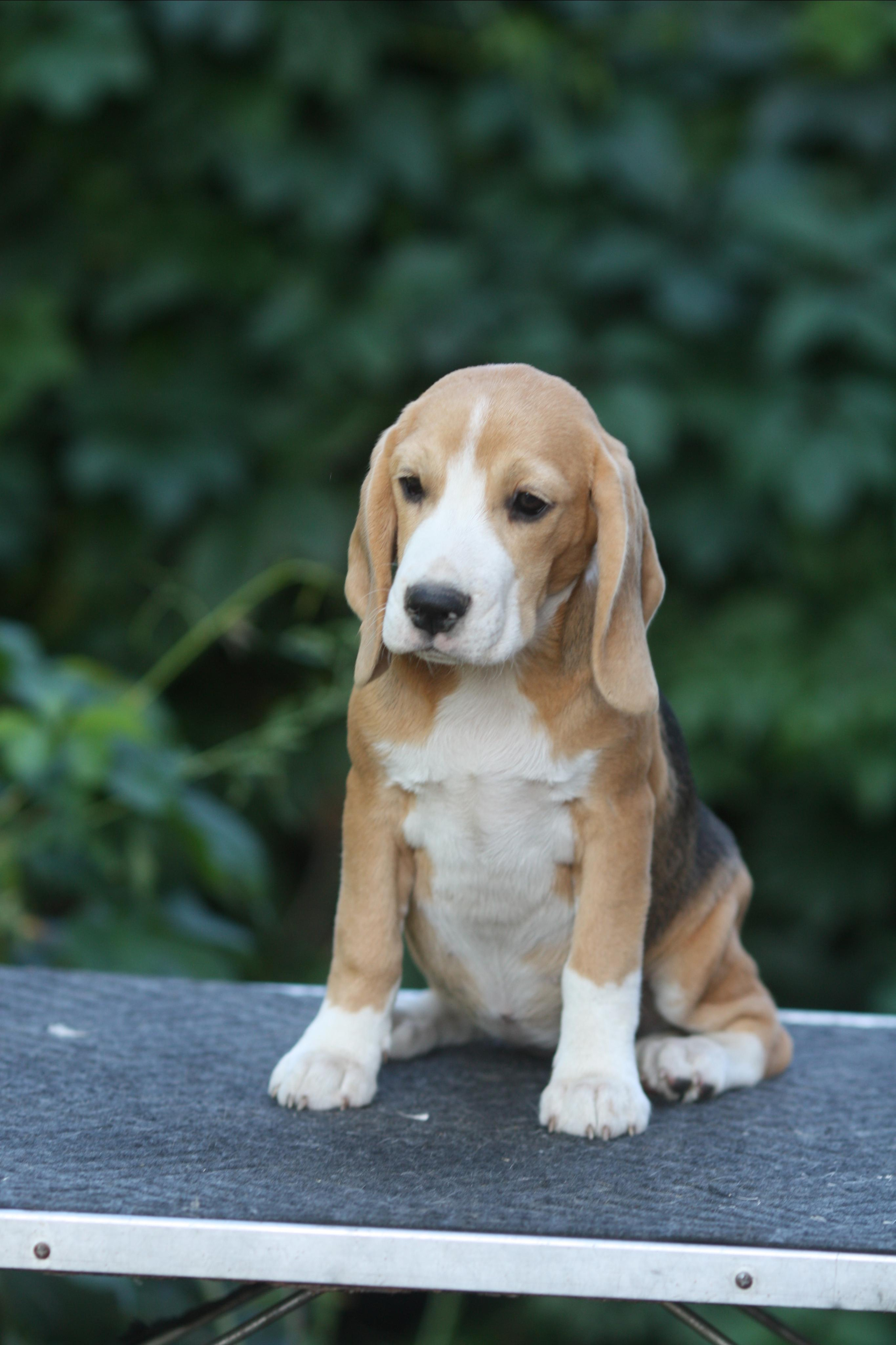 Леста и Єрик. Питомник биглей Selesta’s Dreams