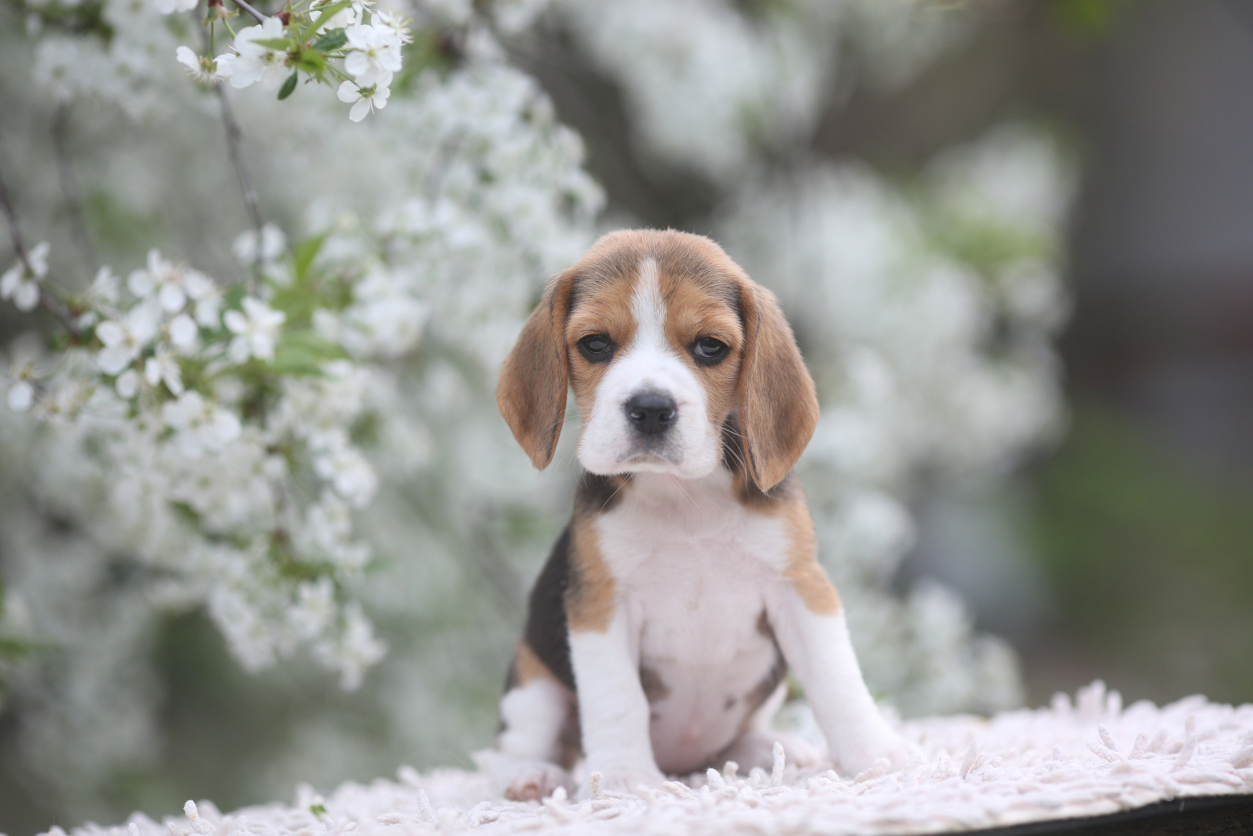 Litter T. Розплідник біглей в Україні