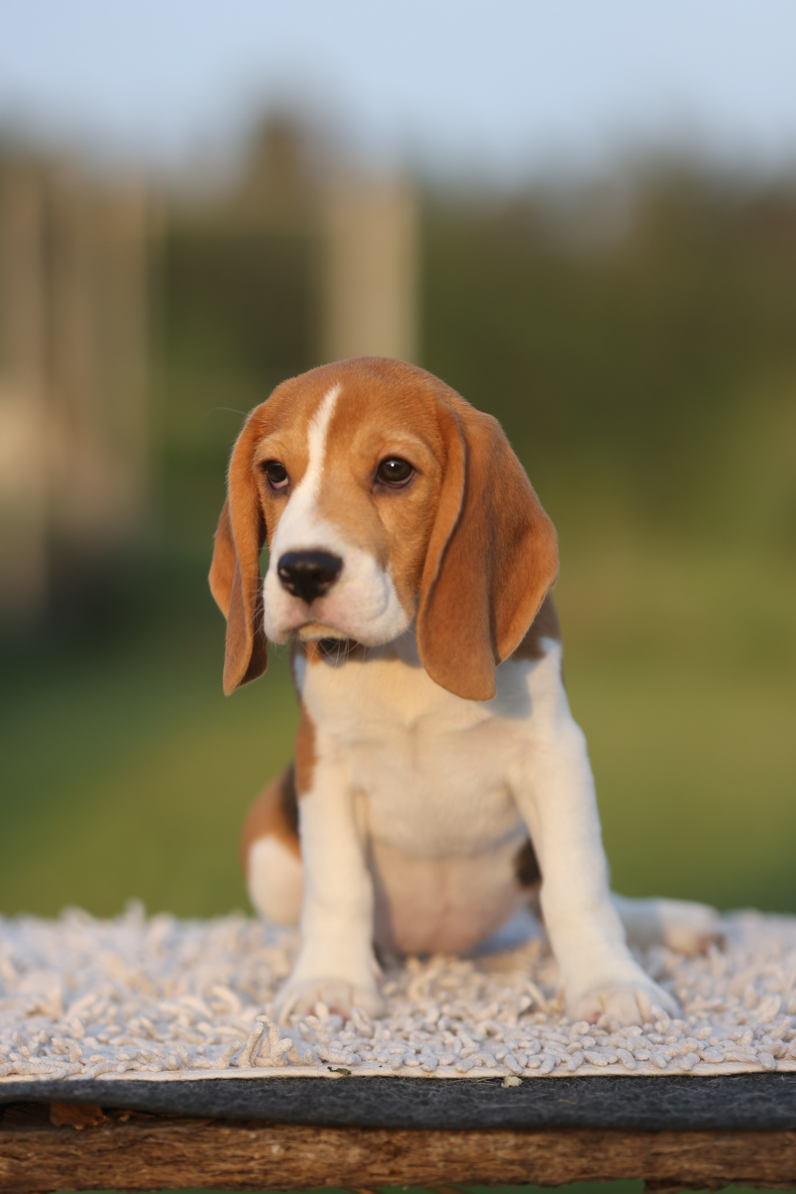 Litter T. Розплідник біглей в Україні