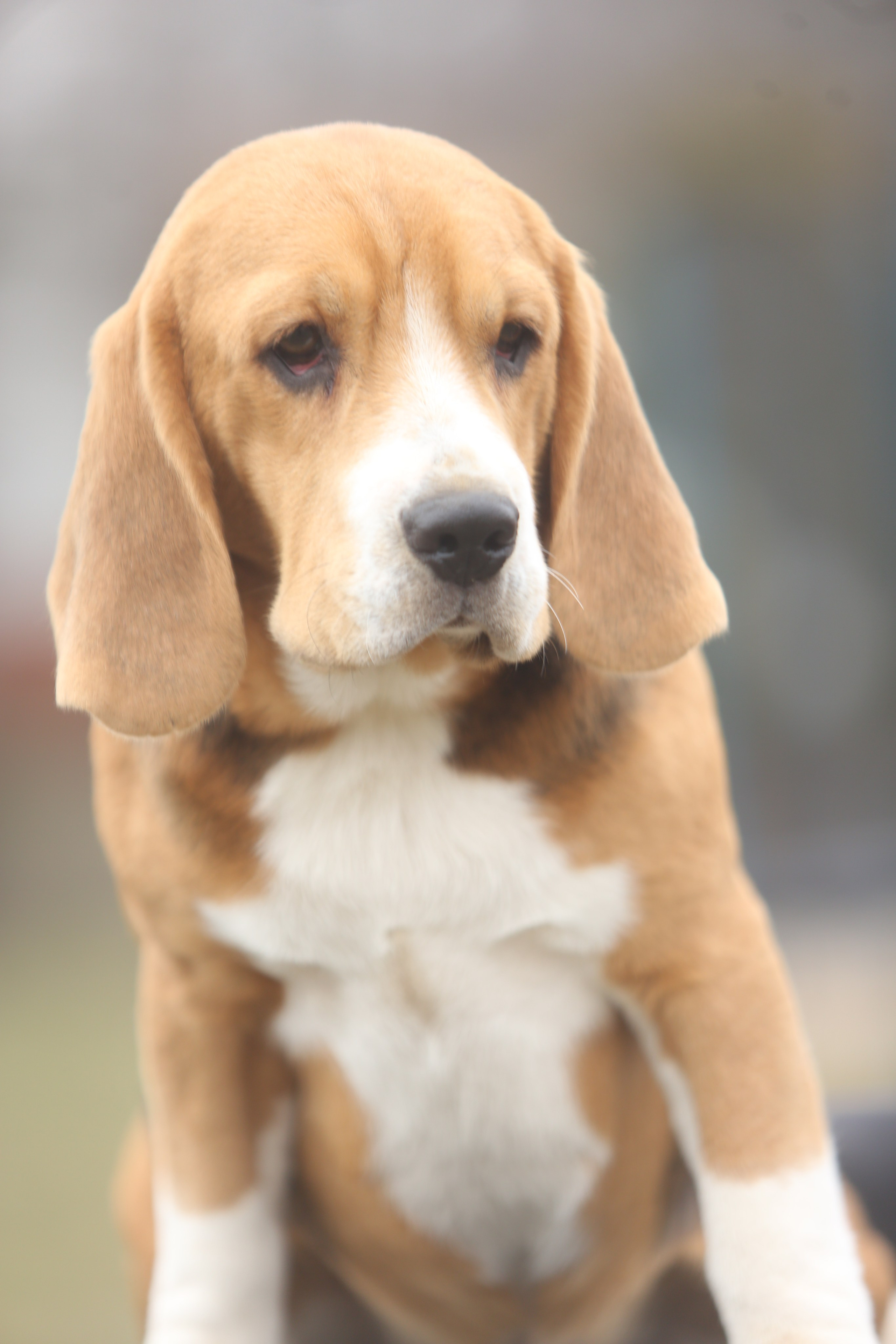 SD Incredible me. Розплідник біглей в Україні