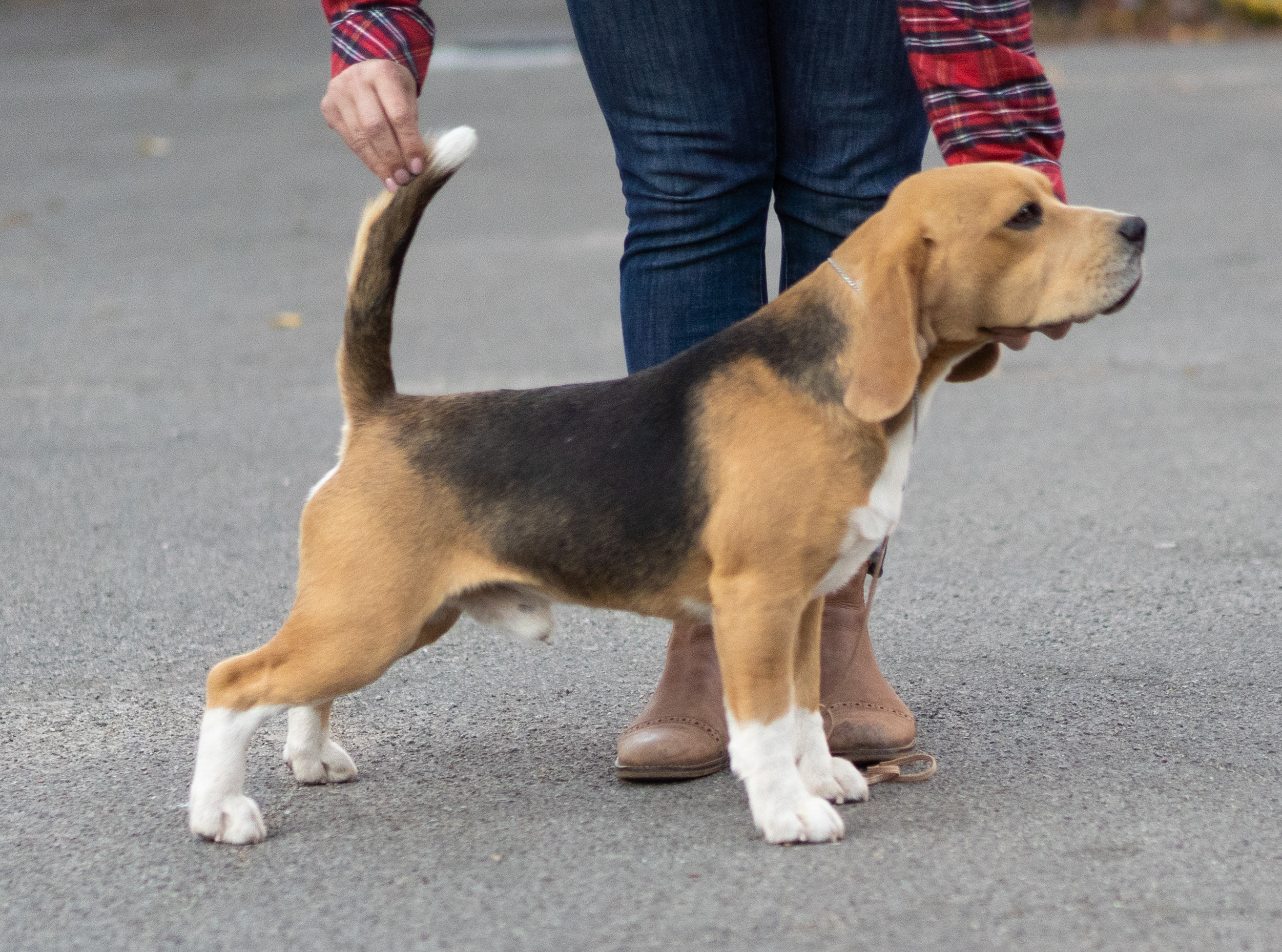 Ерик. Розплідник біглей в Україні