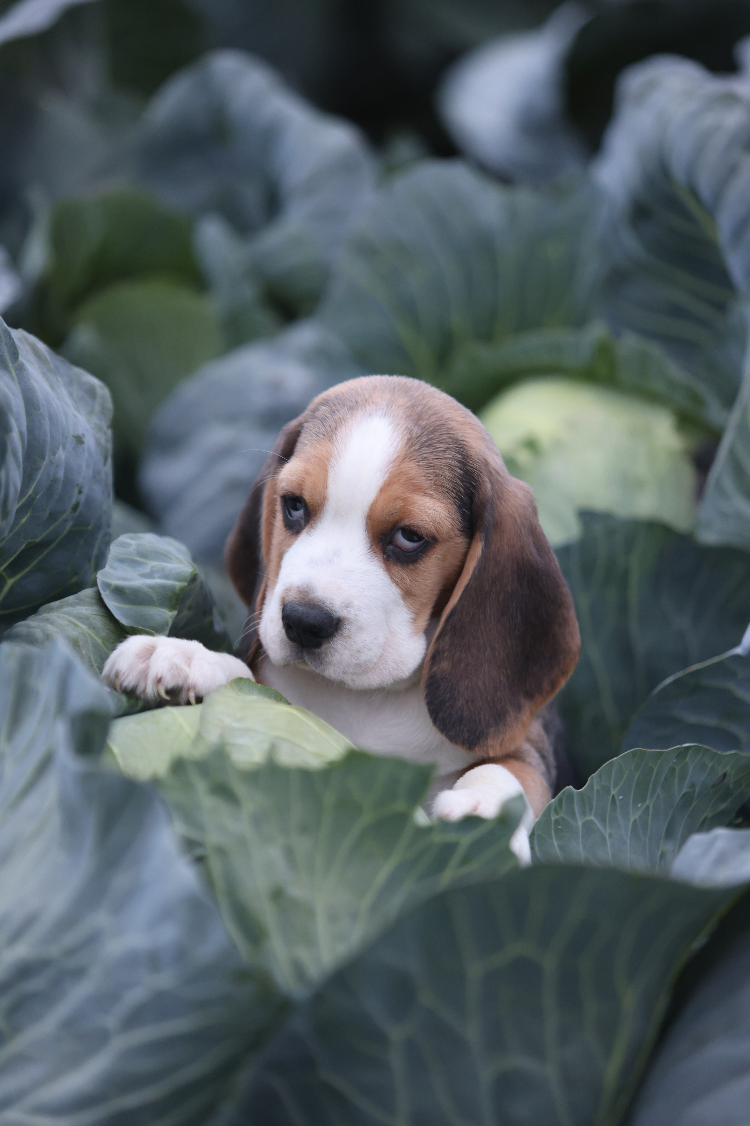 Приплод U. Розплідник біглей в Україні